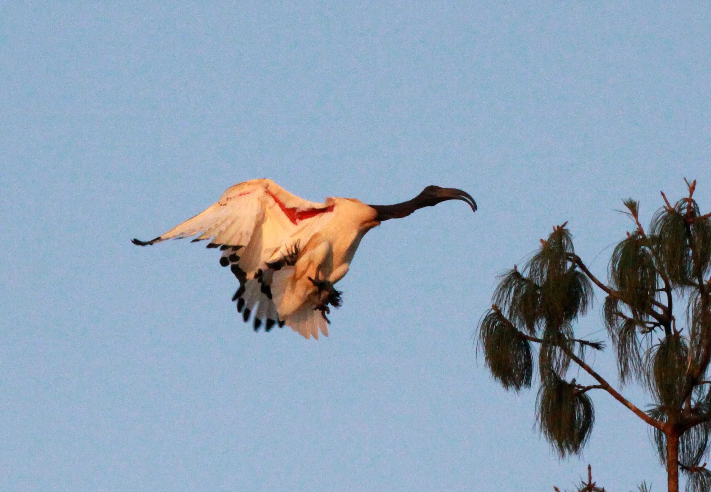 IBIS - AFRICAN SACRED IBIS - Threskiornis aethiopicus - NYUNGWE NATIONAL PARK RWANDA (533).JPG