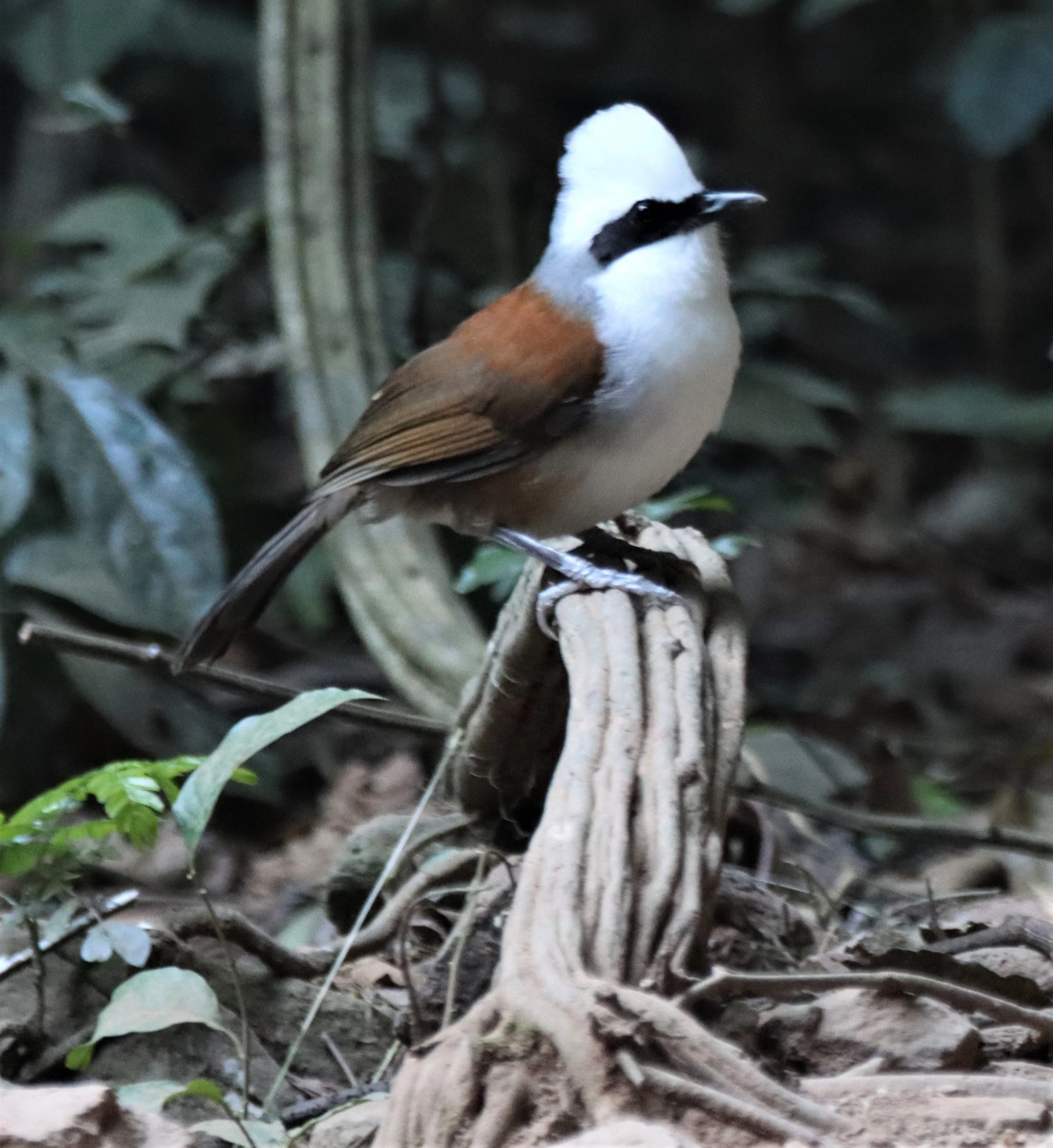 LAUGHINGTHRUSH - WHITE-CRESTED LAUGHINGTHRUSH - Garrulax leucolophus - KAENG KRACHAN THAILAND (5).jpg
