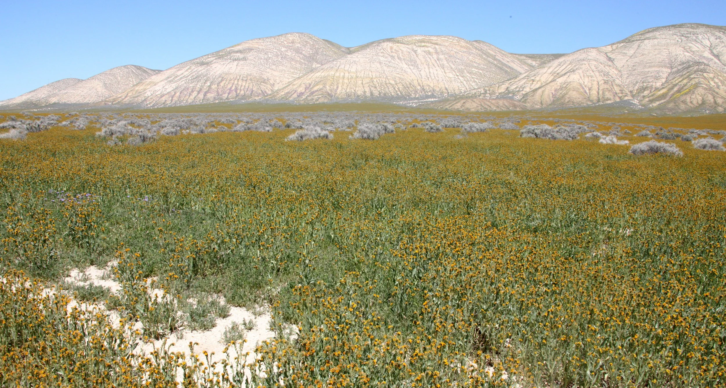 CARRIZO PLAIN NATIONAL MONUMENT CALIFORNIA VIEWS OF THE REGION - ROAD TRIP 2010 (6).JPG