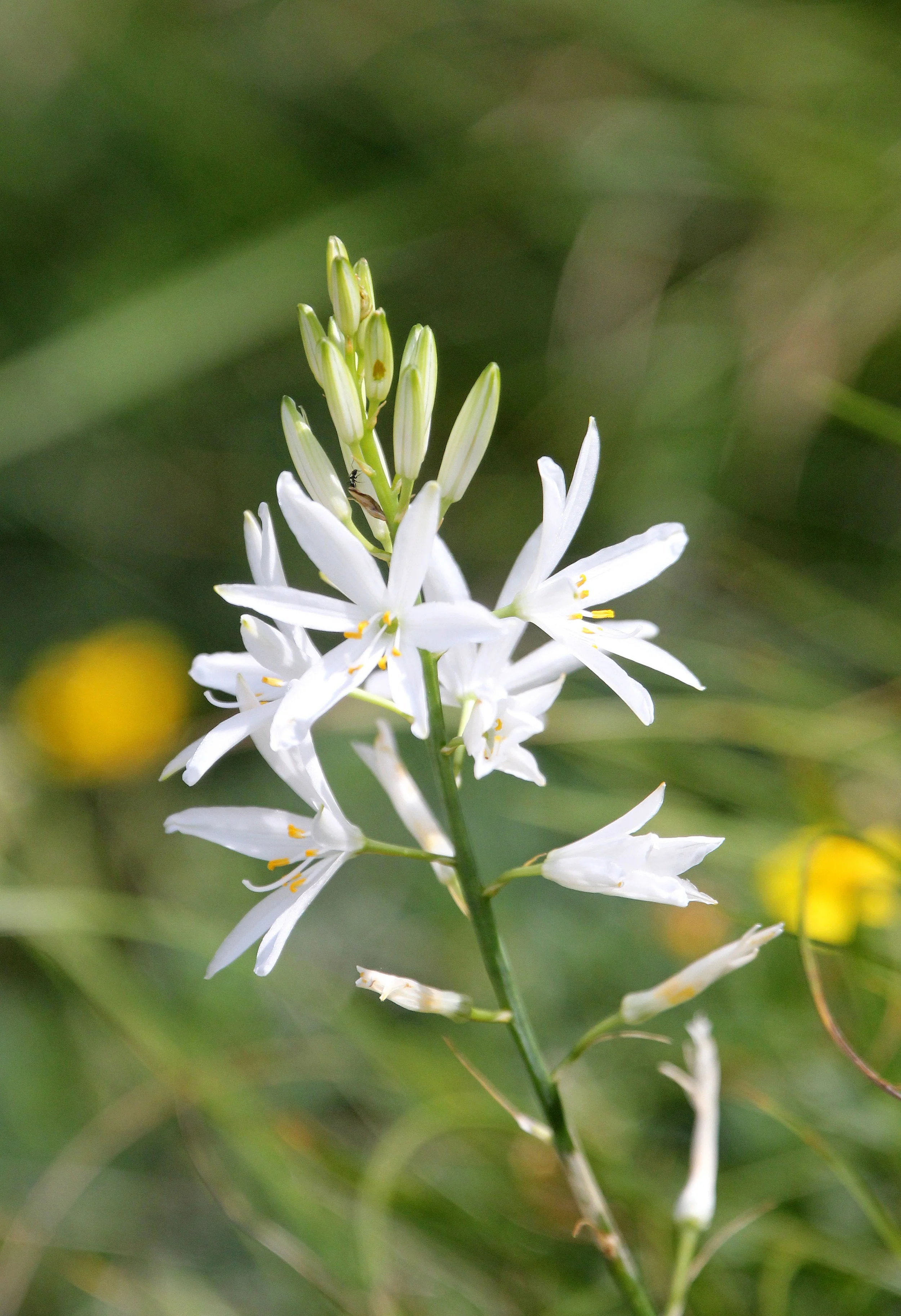 VERCORS NATIONAL PARK FRANCE (44).JPG