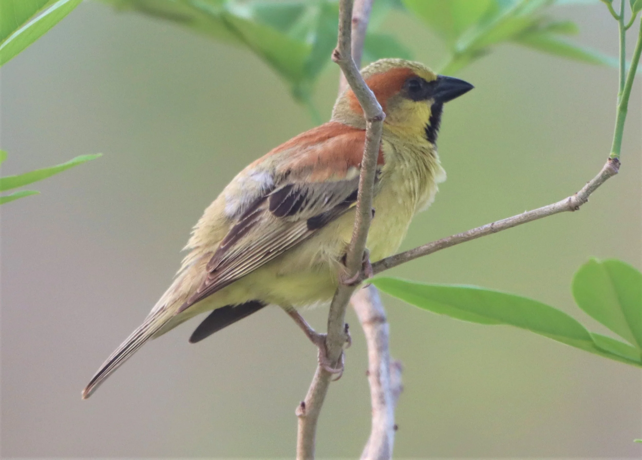 Plain-backed Sparrow (Passer flaveolus) Kabin Buri Wetlands Thailand (7).jpg