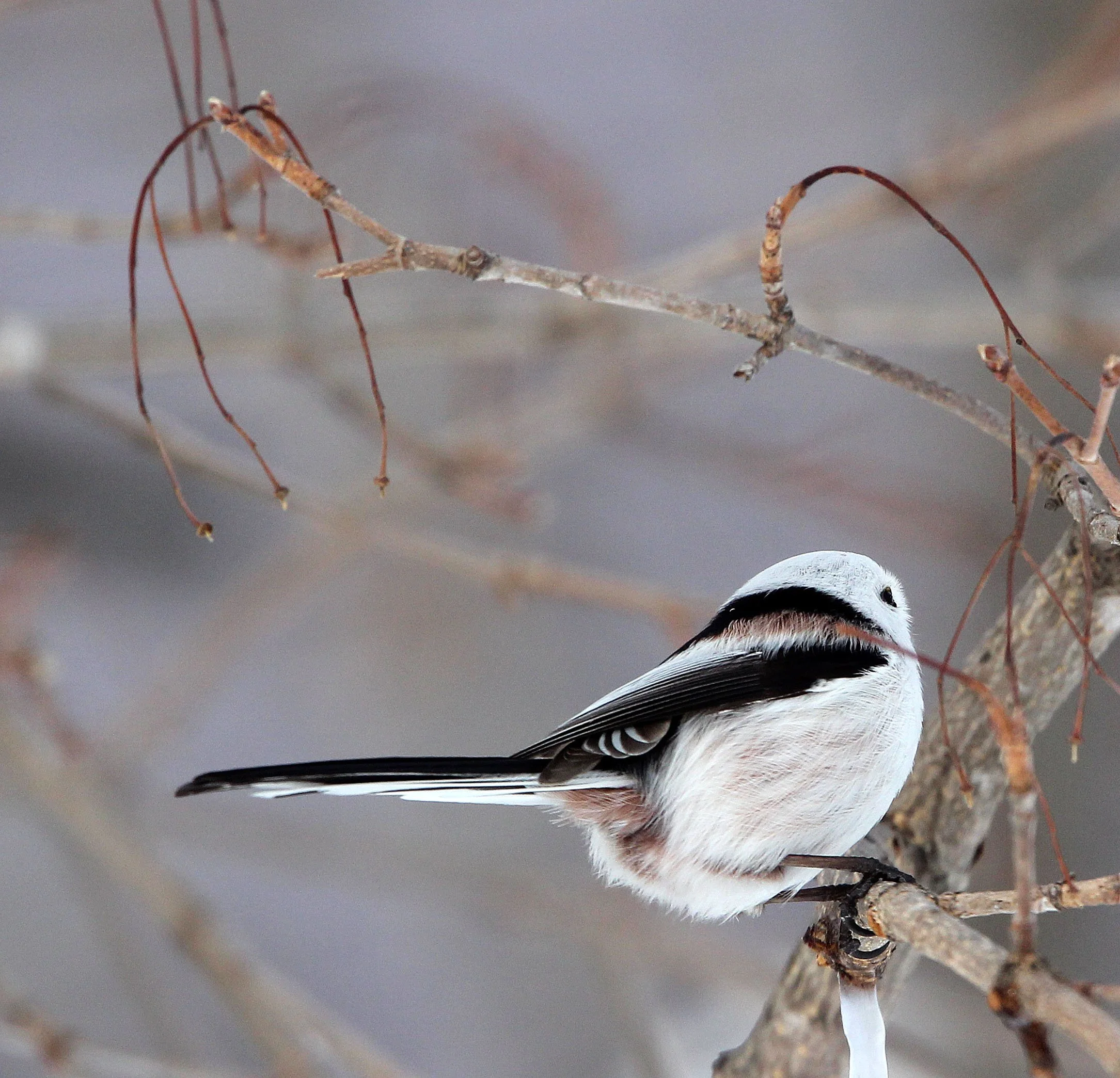 Long-tailed tit (Aegithalos caudatus) Kussharo Lake, Hokkaido Japan (3).JPG