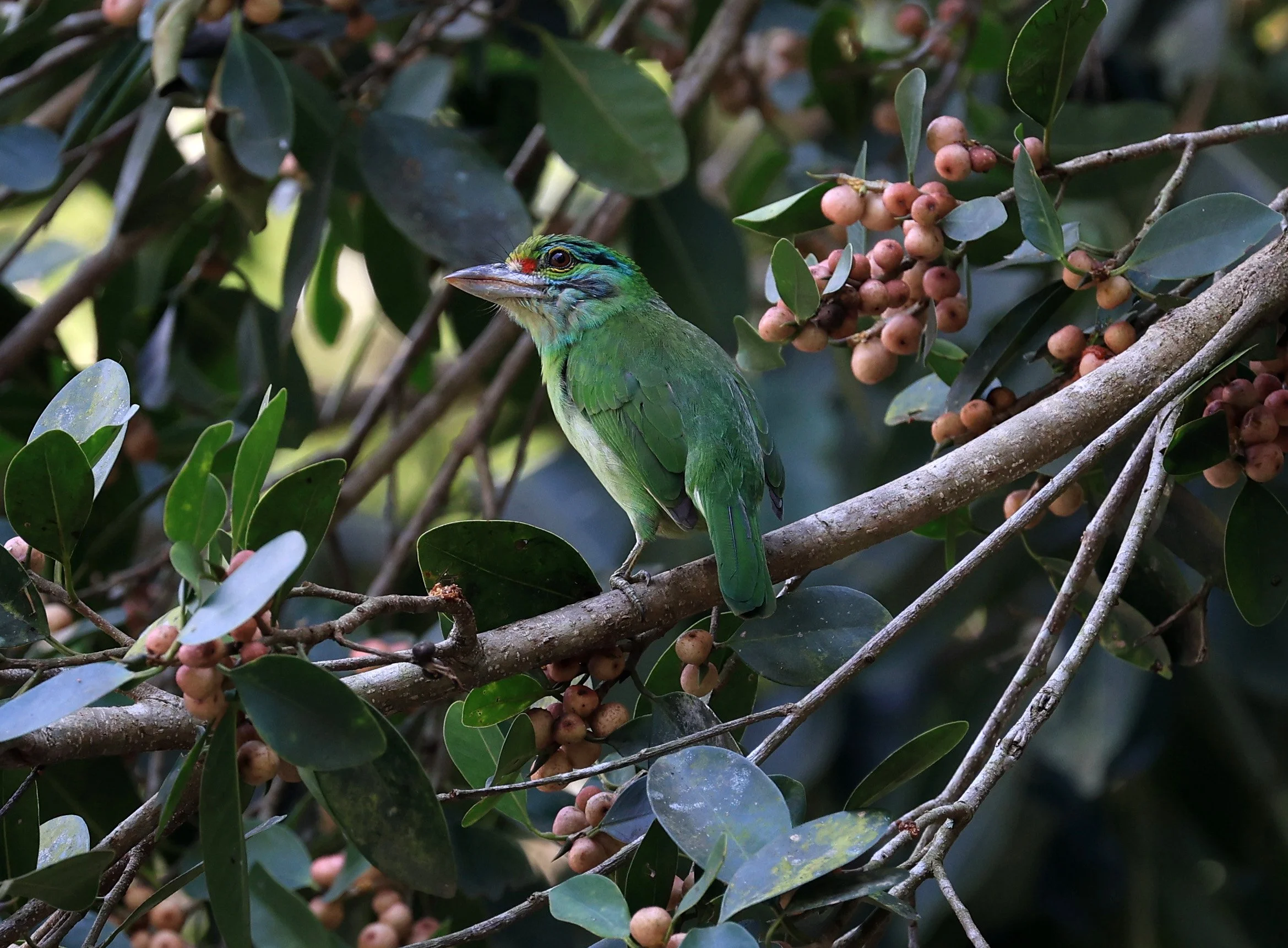 Moustached Barbet (Psilopogon incognitus) Khao Yai National Park Feb 2026 Day 2 (29).jpg