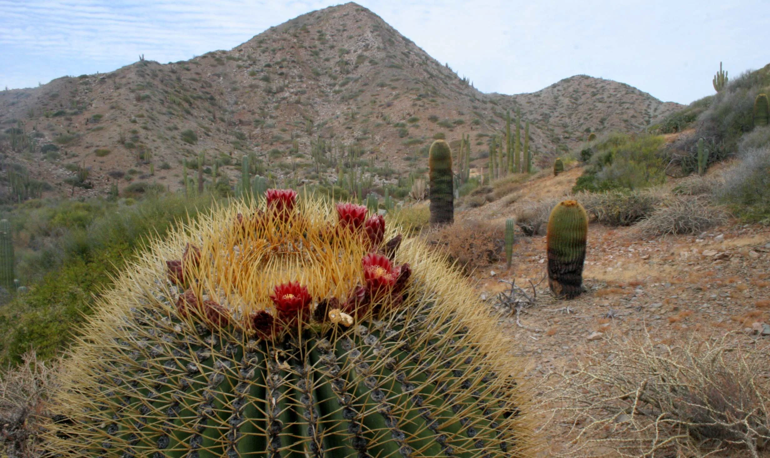 CACTACEAE - FEROCACTUS DIGUESII - ISLA SANTA CATALINA BARREL CACTUS - ISLA CATALINA BAJA MEXICO (11).JPG