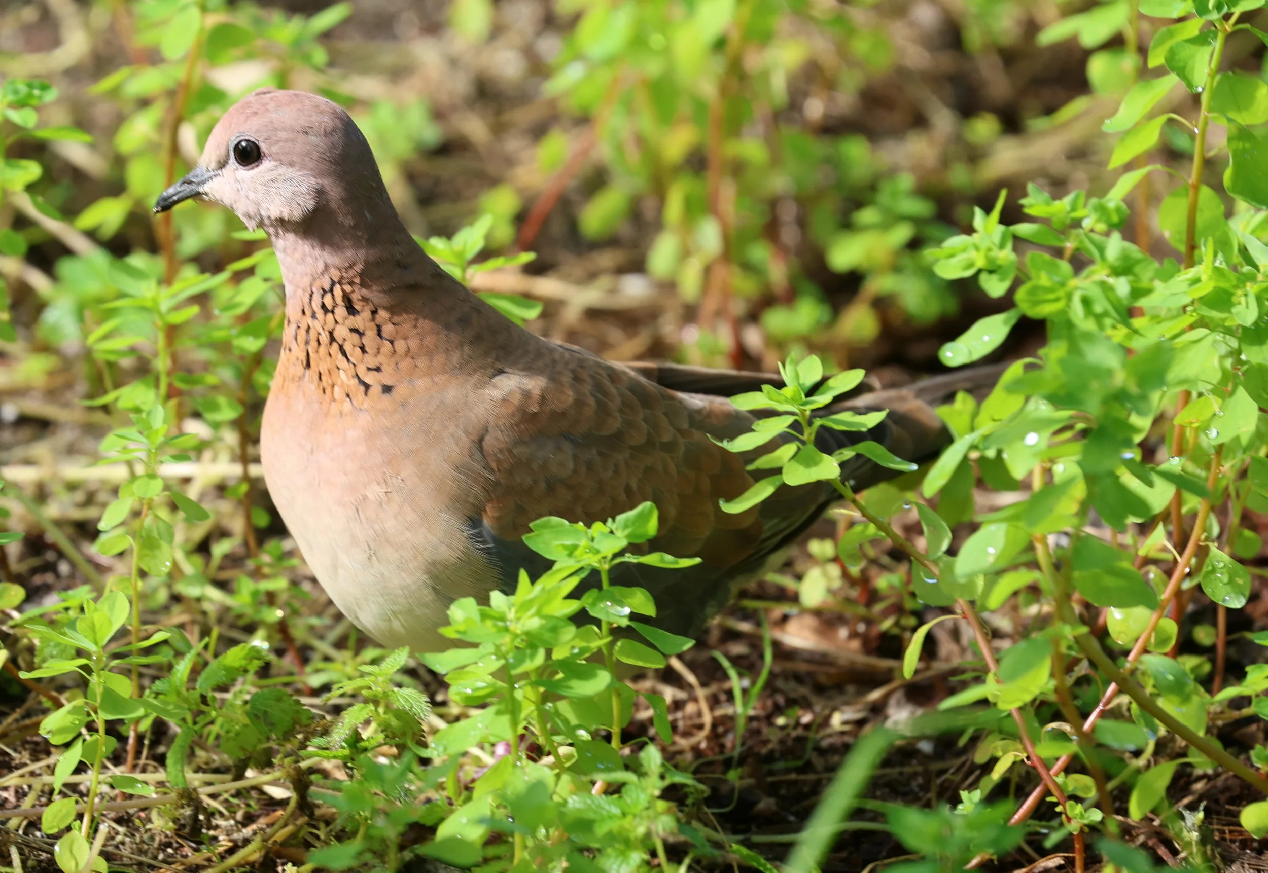 Laughing Dove (Spilopelia senegalensis) Rottnest Island - Western Australia (16).jpg