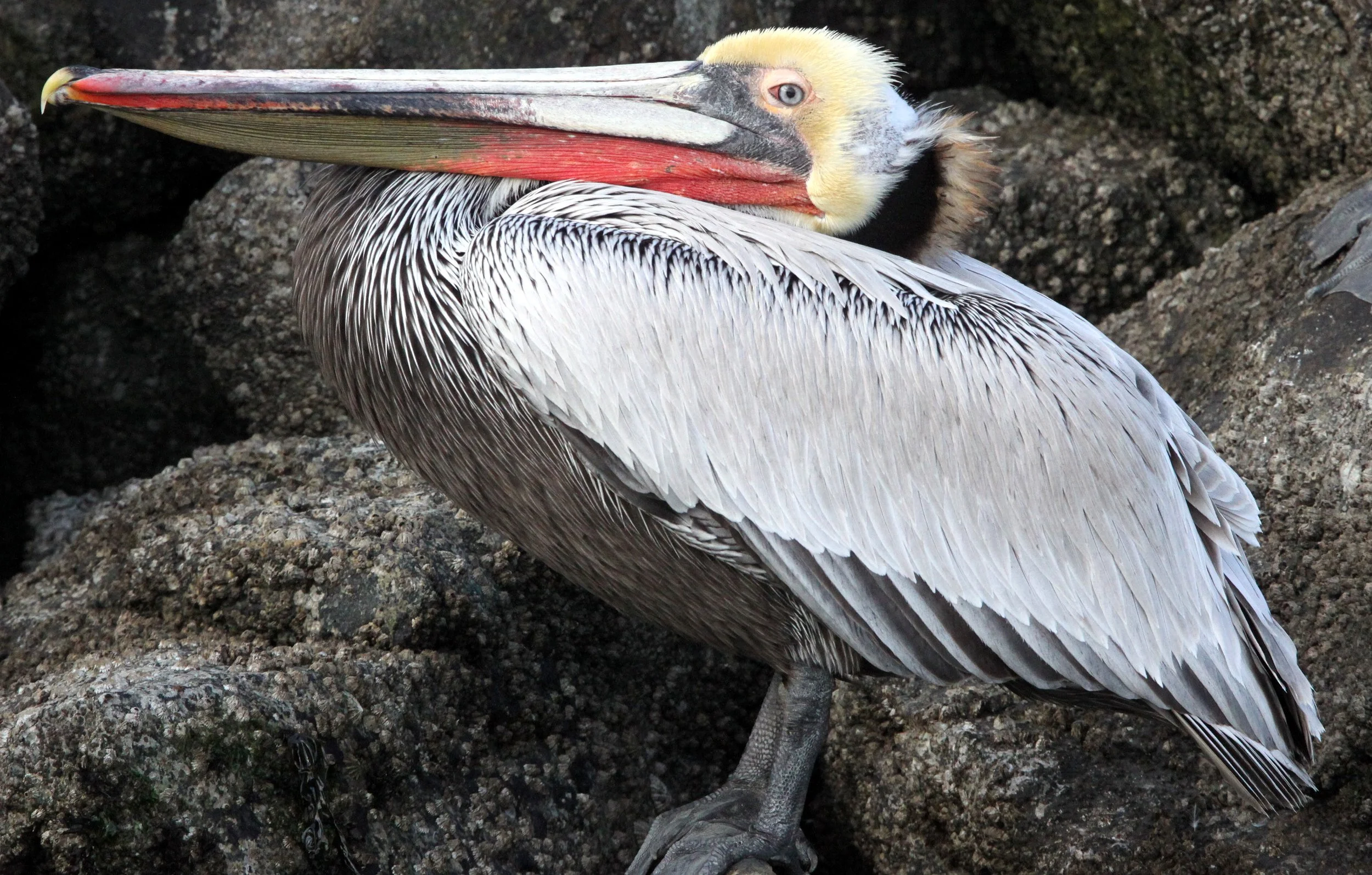 Pelecanus occidentalis - BROWN PELICAN - ELKHORN SLOUGH  WILDLIFE REFUGE CALIFORNIA (13).JPG