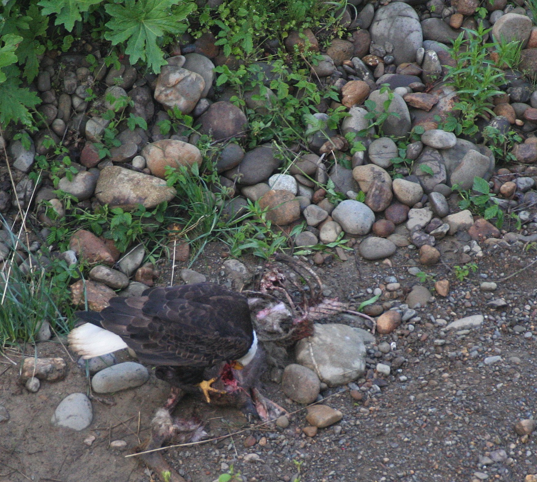 Haliaeetus leucocephalus - AMERICAN BALD EAGLE - LAKE FARM BLUFFS WASHINGTON (237).JPG