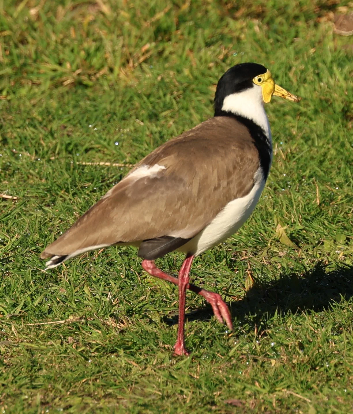 Masked Lapwing (Vanellus miles) Bruny Island - Tasmania (6).jpg