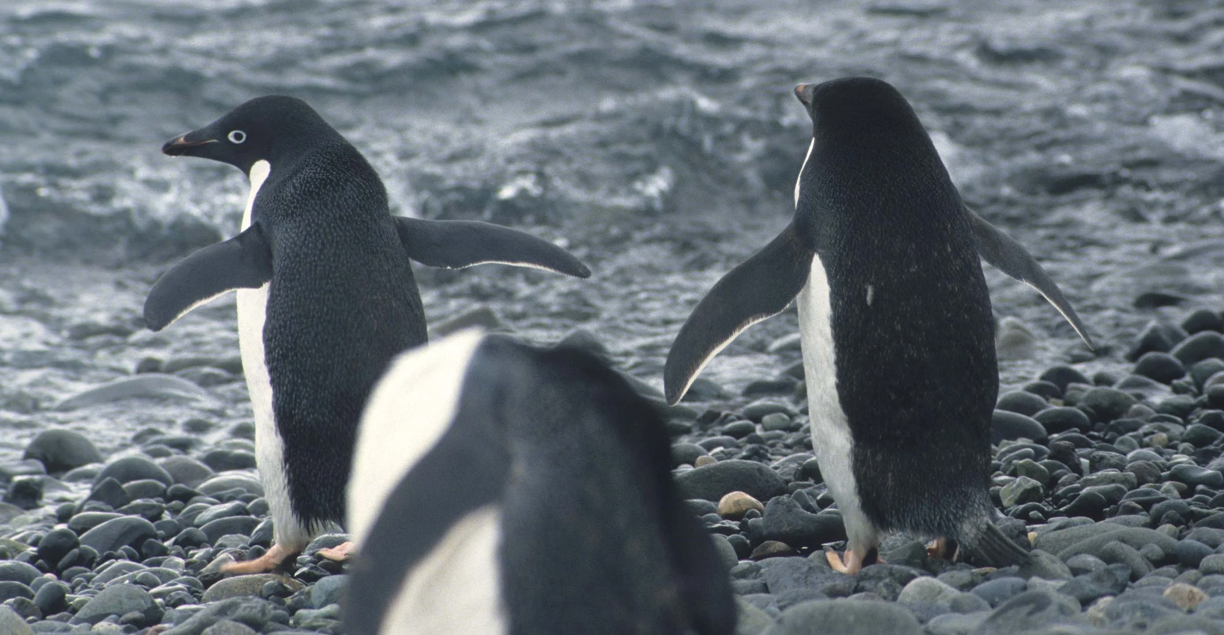 Adélie Penguin (Pygoscelis adeliae) Arctowski Poland Research Station Rookery Antarctic Peninsula (20).jpg