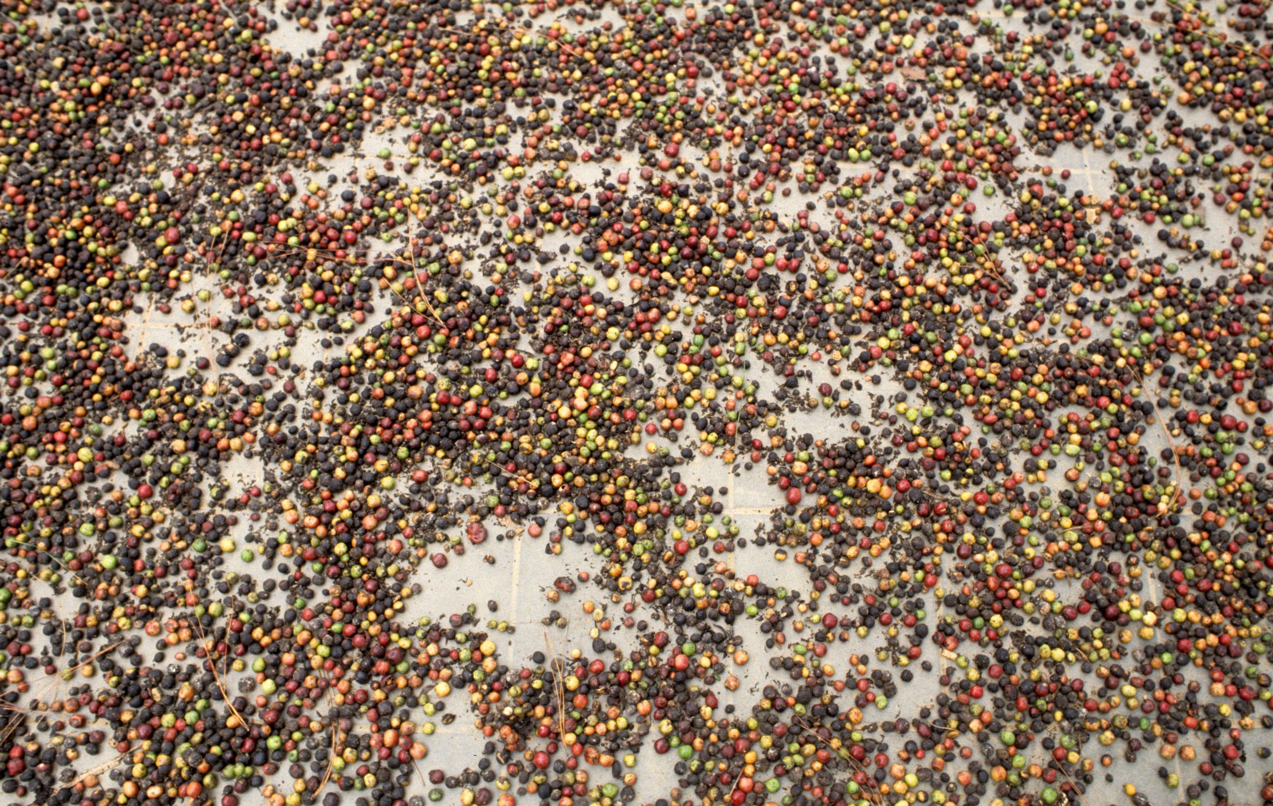 DALAT - SILK WORM FARM.jpg