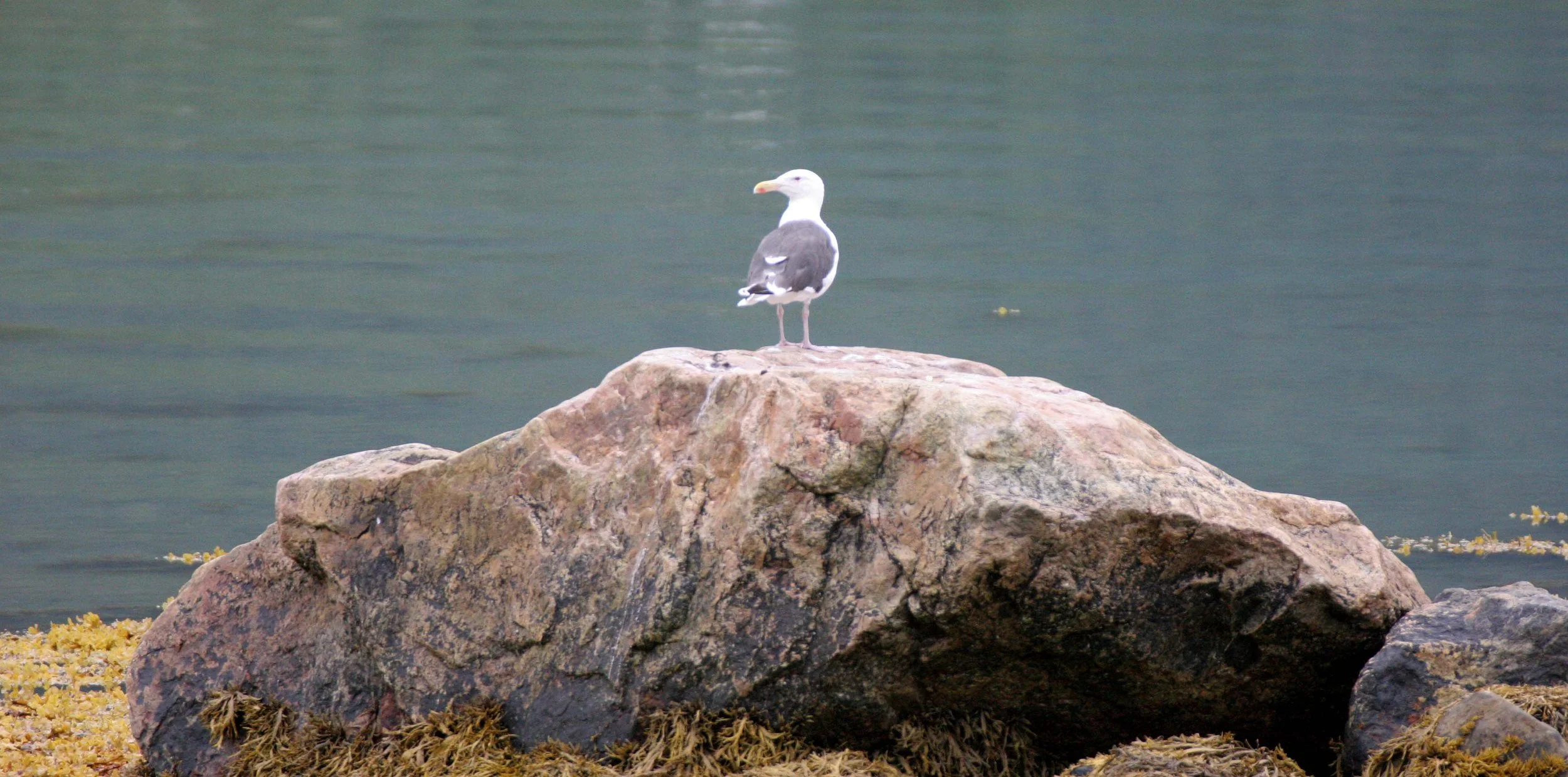 BIRD - GULL - HERRING - NEAR TROMSO (3).jpg