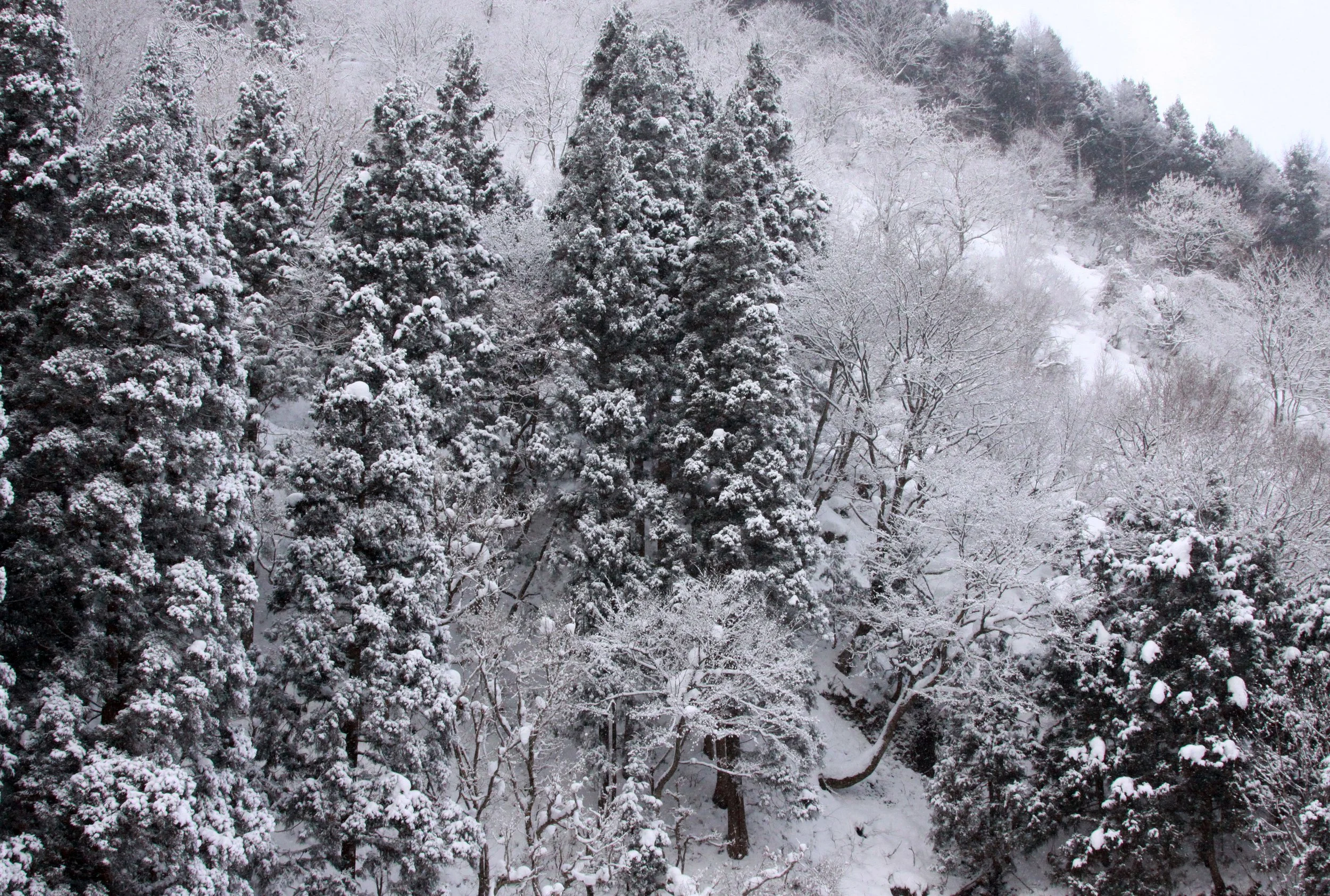 JIGOKUDANI ONSEN - NAGANO PREFECTURE JAPAN - FOREST SCENCES (17).JPG