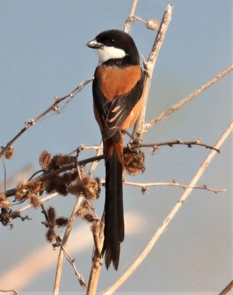 Long-tailed Shrike (Lanius schach) Lumtakong Lake Pak Chong (2).JPG