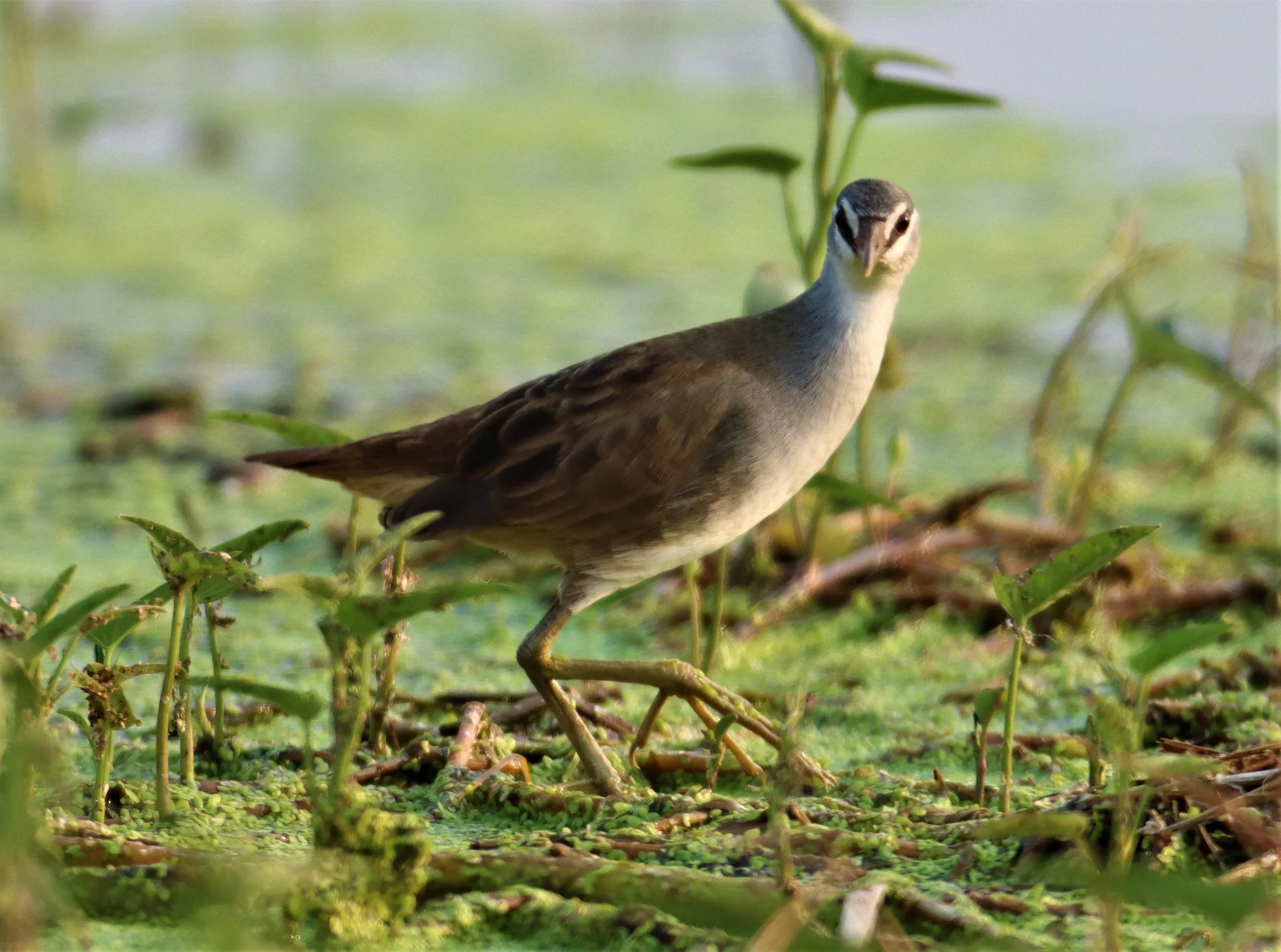 White-browed Crake (Porzana cinerea) Thap Yao Rice Fields Lat Krabang Bangkok (28).jpg