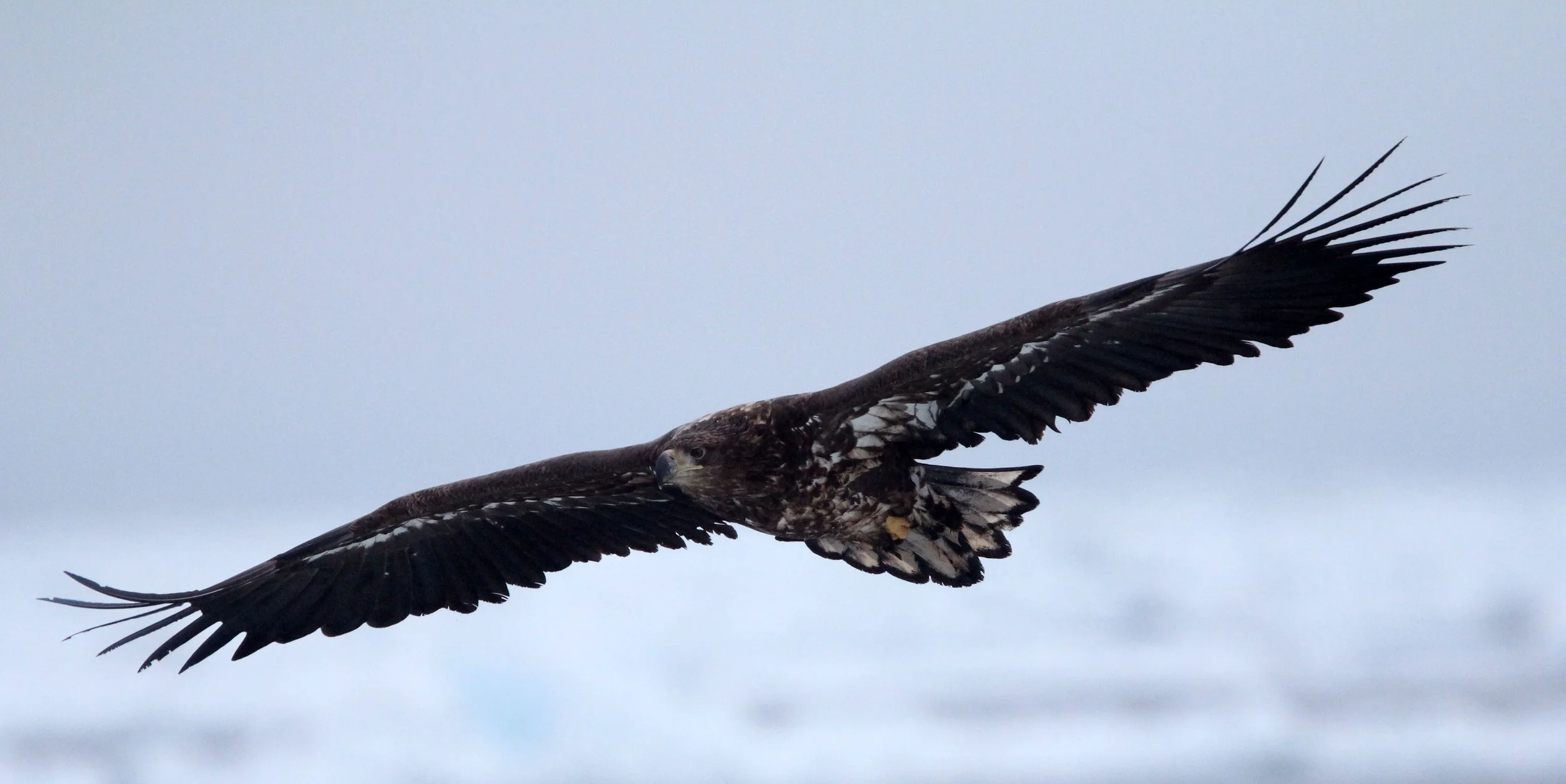 BIRD - EAGLE - WHITE-TAILED EAGLE - RAUSU, SHIRETOKO PENINSULA & NATIONAL PARK, HOKKAIDO JAPAN (23).JPG