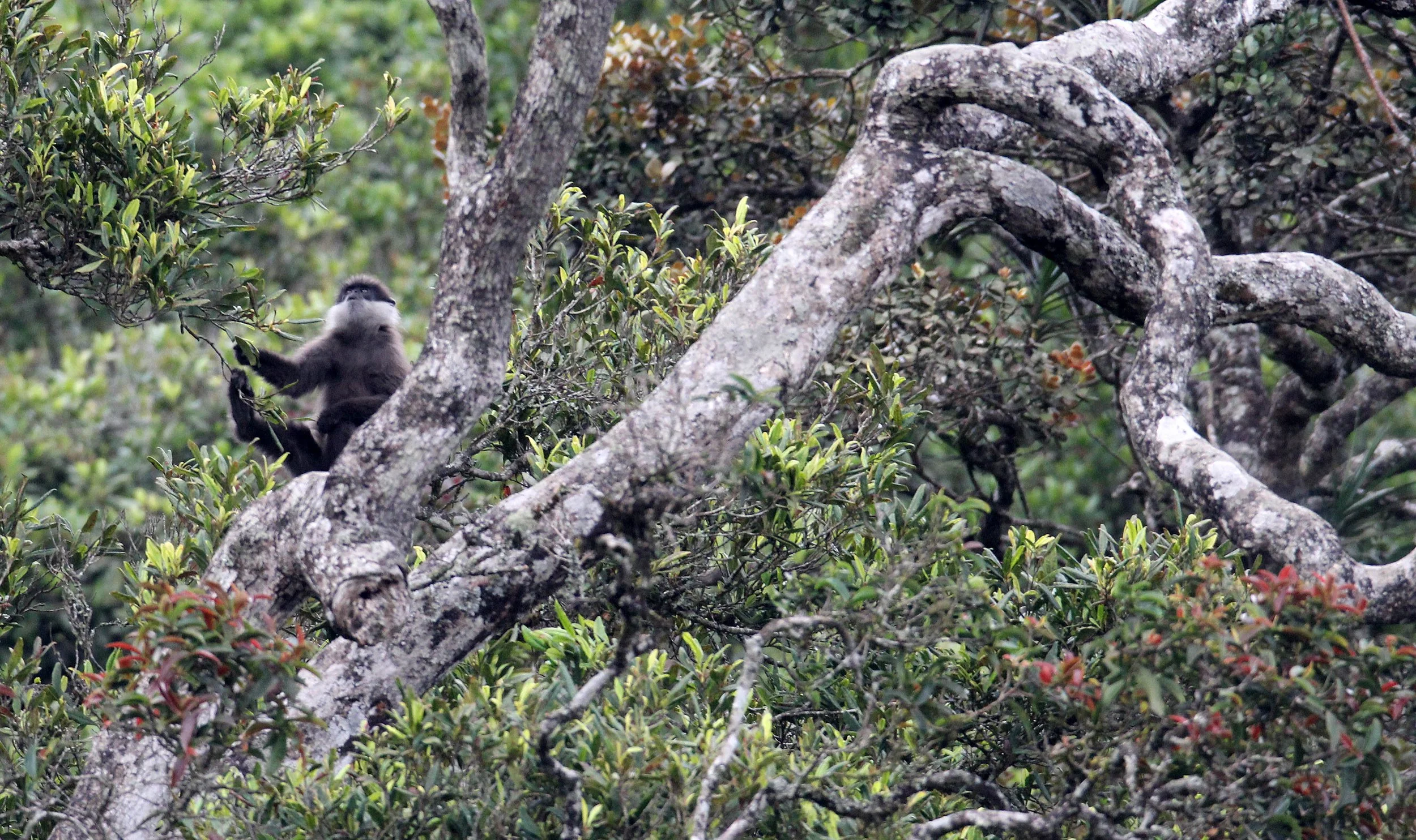 CERCOPITHECIDAE - Semnopithecus vetulus monticola - BEAR OR MONTANE PURPLE-FACED LEAF MONKEY - NUWARA ELIYA, HORTON PLAINS SRI LANKA (10).JPG