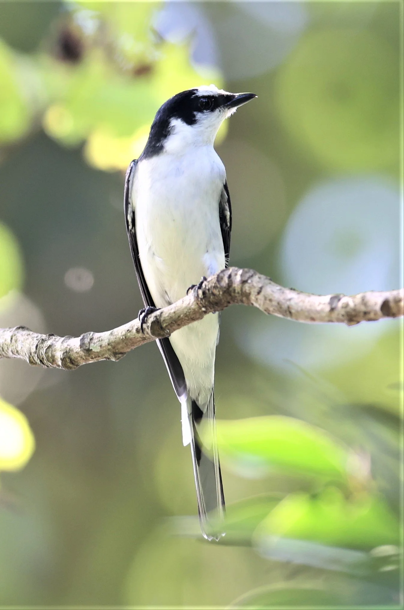 Ashy Minivet (Pericrocotus divaricatus) Kaeng Krachan NP Thailand (10).jpg