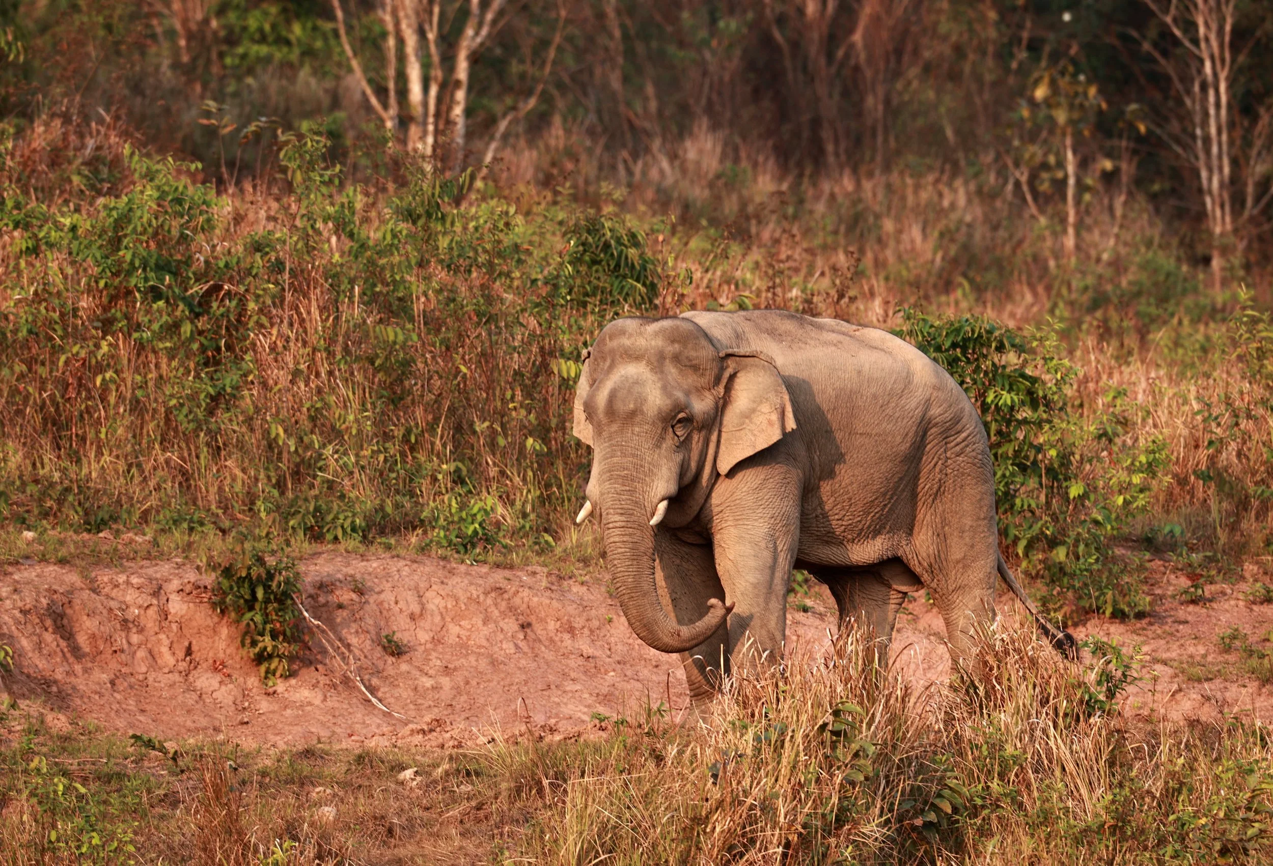 Asian Elephant (Elephas maximus) Khao Yai National Park, Thailand (17).jpg
