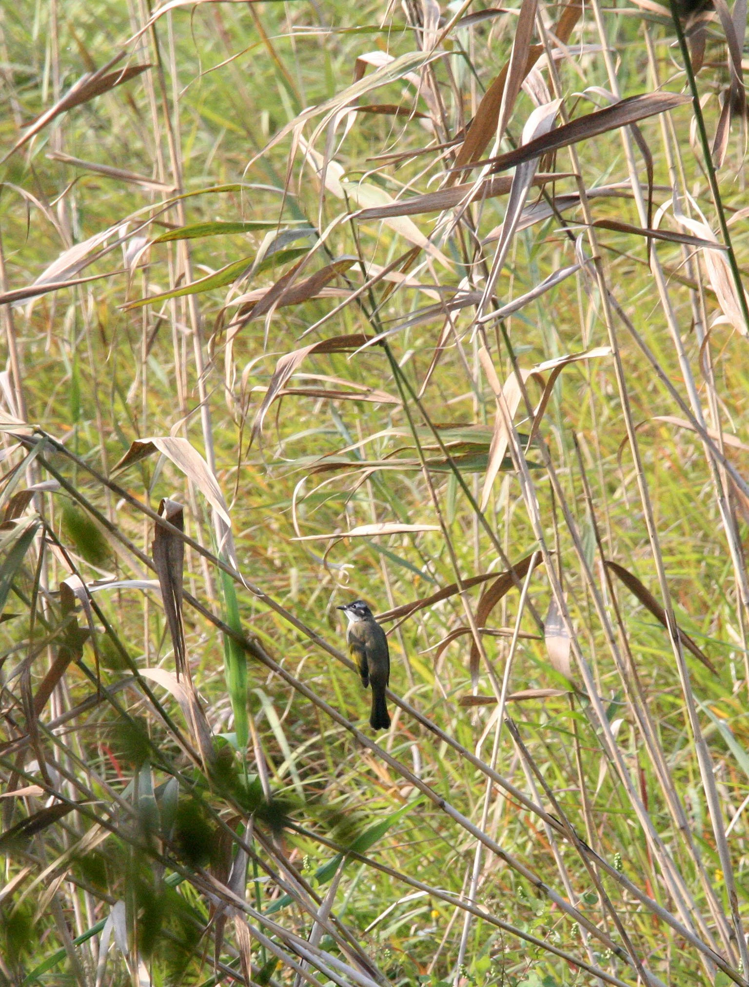 BULBUL - CHINESE BULBUL - Pycnonotus sinensis - NANKOU, RUDONG, CHINA (9).JPG