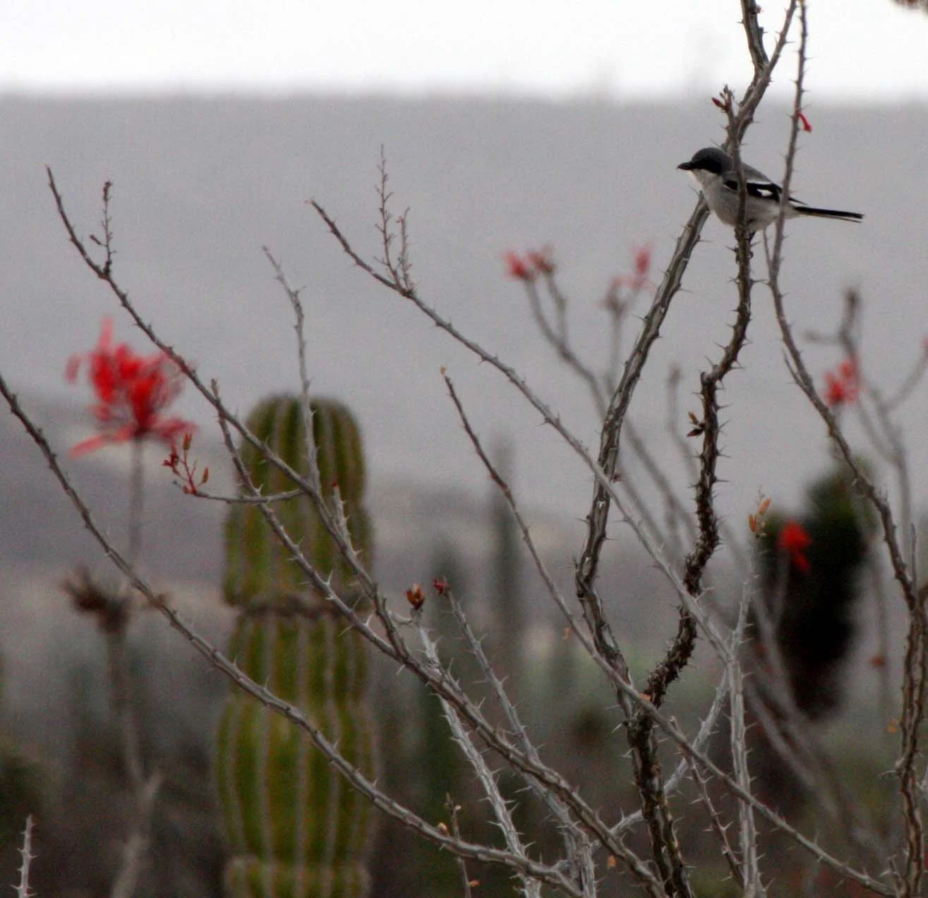 Loggerhead Shrike (Lanius ludovicianus) San Ignacio Lagoon Baja Mexico (2).JPG