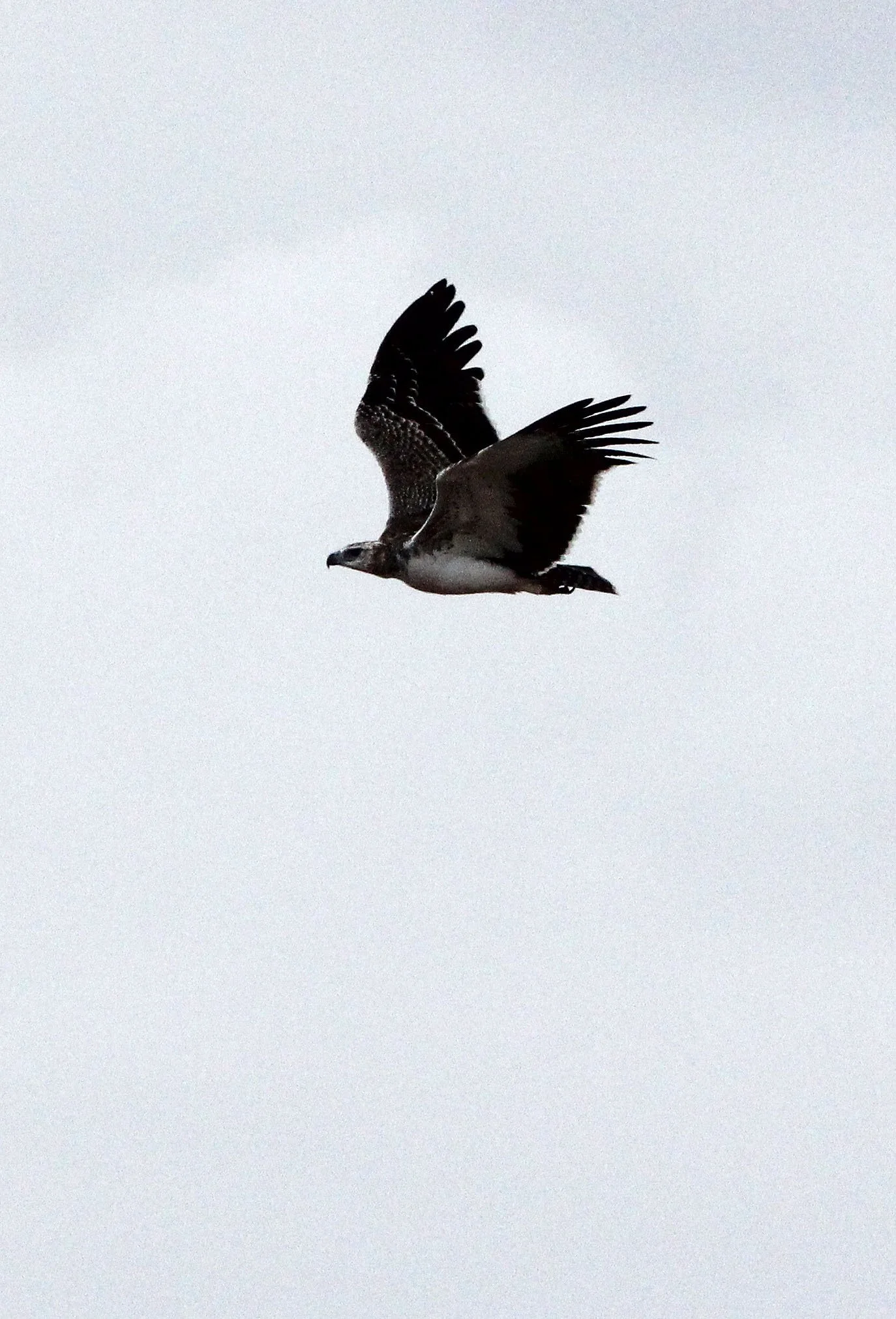Polemaetus bellicosus - MARTIAL EAGLE - SAMBURU NATIONAL PARK KENYA (9).JPG