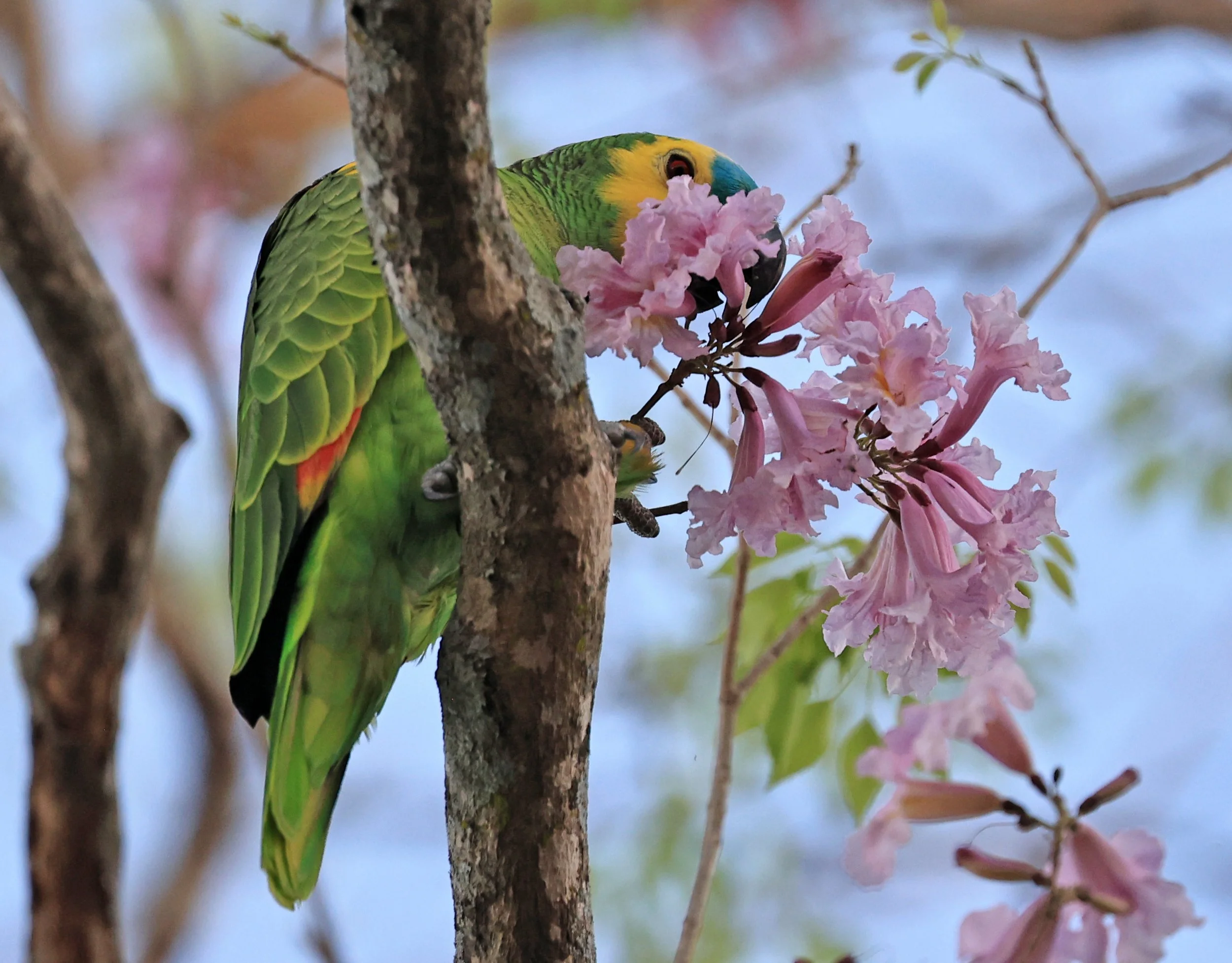 Blue-fronted Amazon (Amazona aestiva) Estancia Campo'í Paraguay (2).jpg