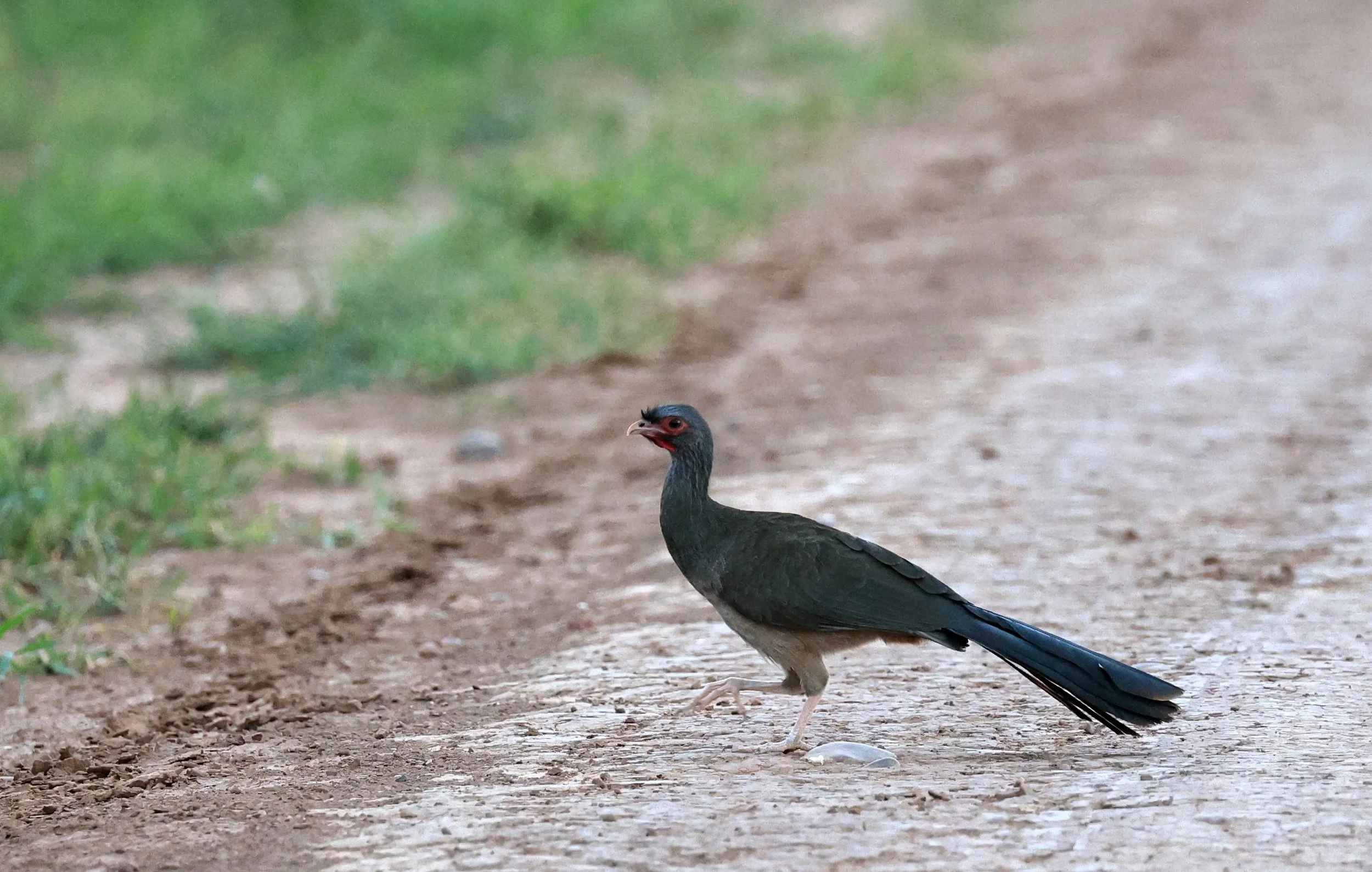 Chaco chachalaca (Ortalis canicollis) Agua Dulce Paraguay (11).jpg