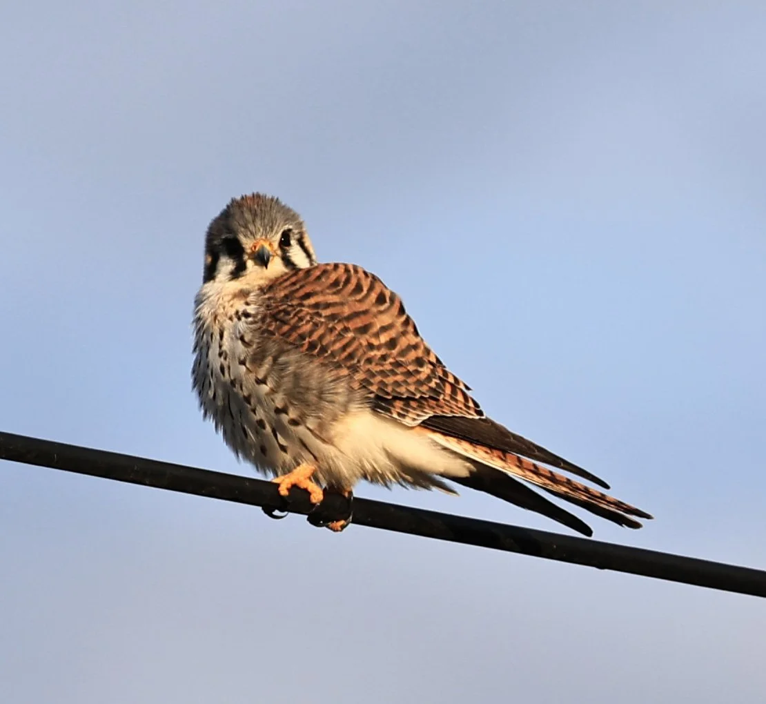 American Kestrel (Falco sparverius) Aurora Chaquena Reserve, Neuland Mennonite Colony Paraguay (11).jpg