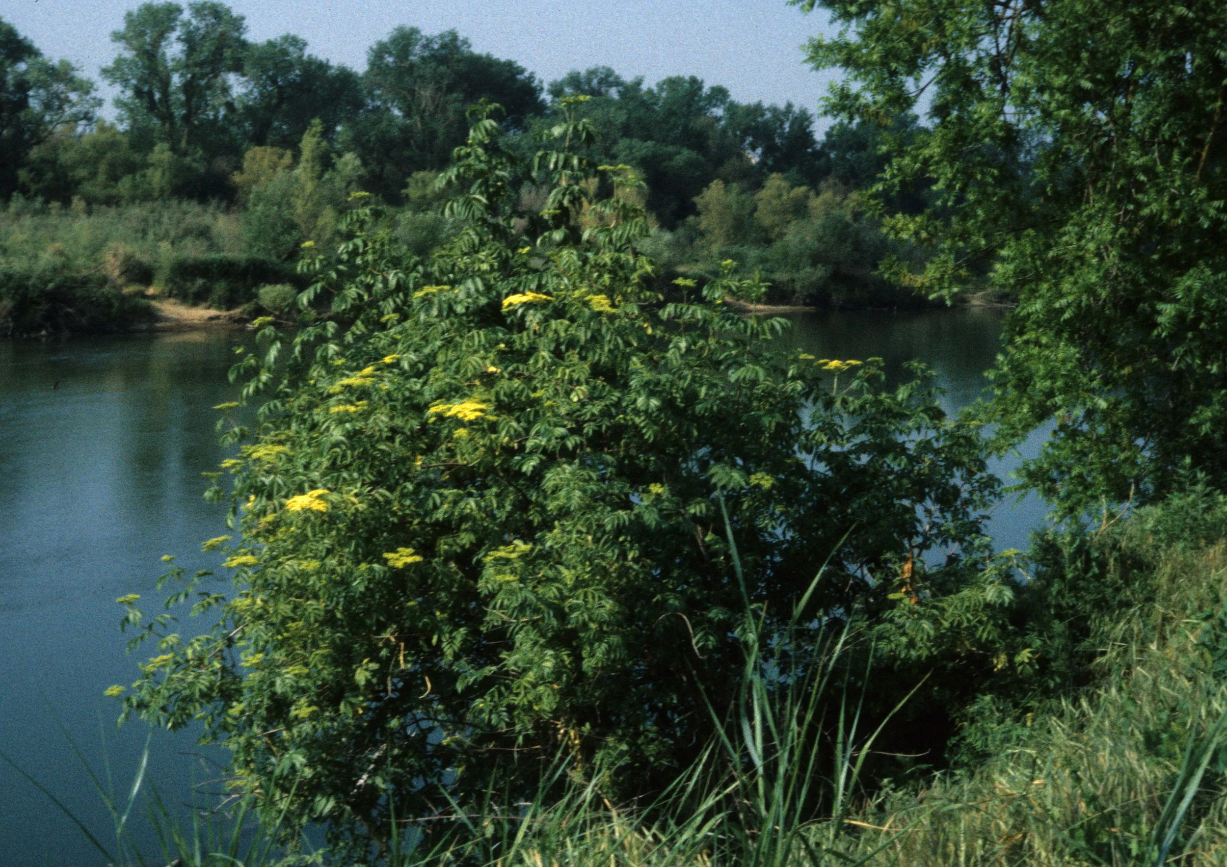 AMERICAN RIVER - SAMBUCUS MEXICANUS - ELDERBERRY B.jpg