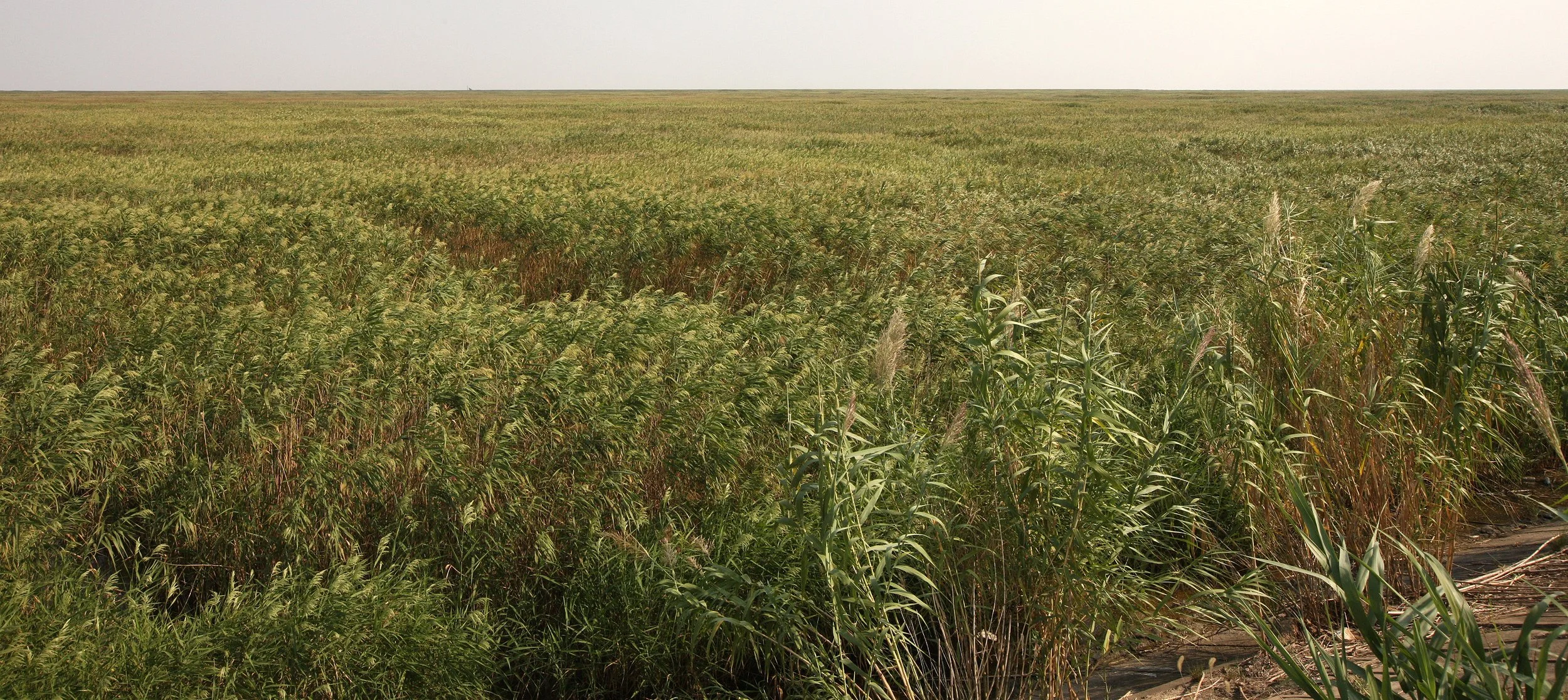 CHONGMING ISLAND - DONGTAN WETLANDS RESERVE (5).JPG