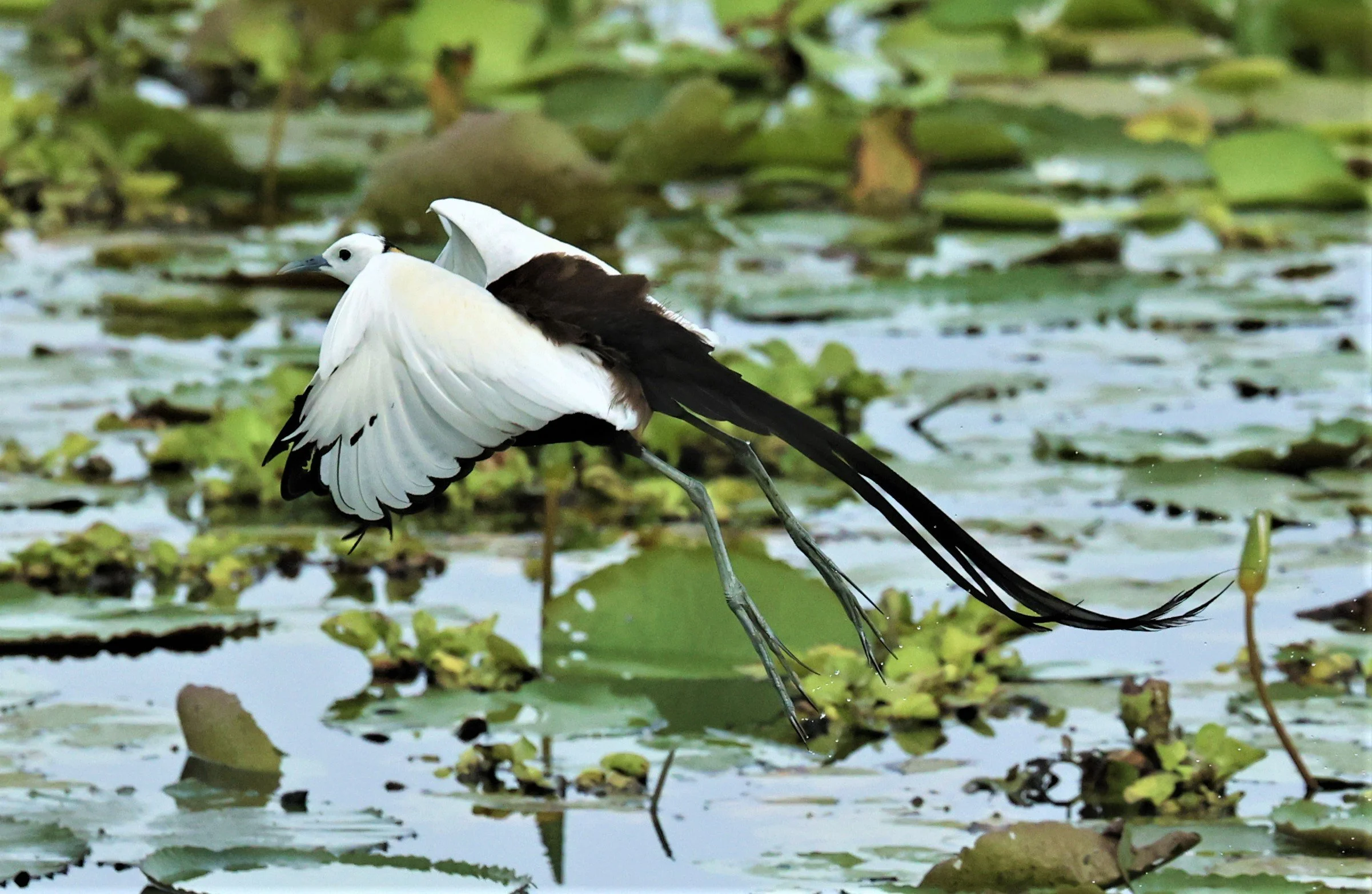 JACANA - PHEASANT-TAILED JACANA - Hydrophasianus chirurgus - BANG KHAEM WETLANDS NAKHON PAHTOM JUNE 3 2022 (4).jpg