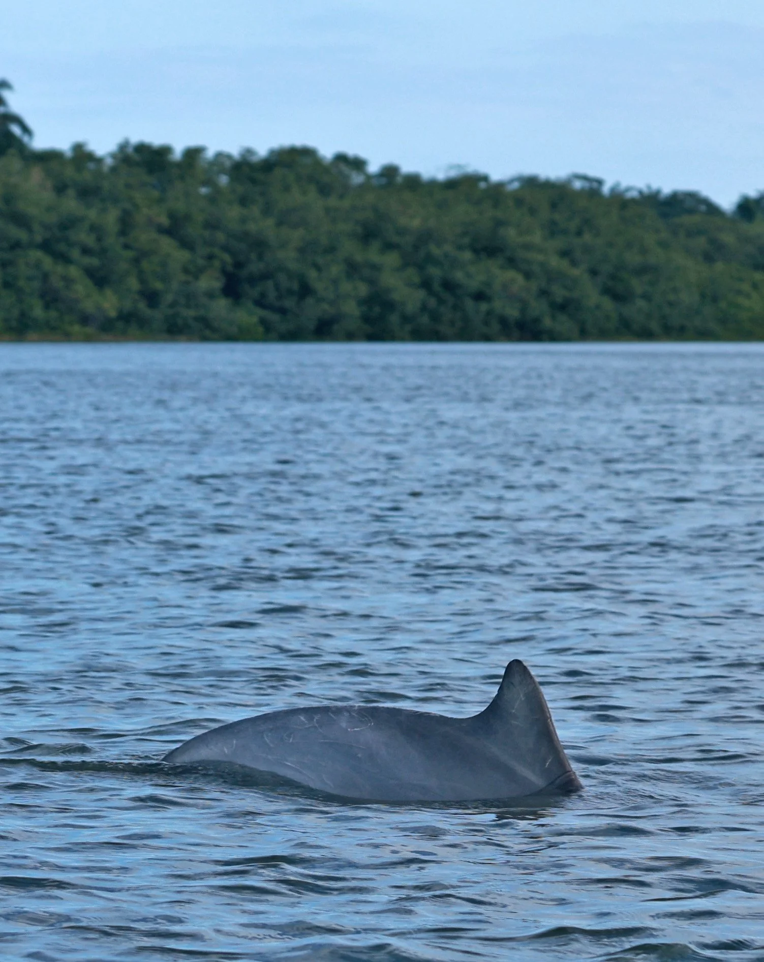 Guiana Dolphin (Sotalia guianensis) Superagüi National Park, Brazil (32).jpg