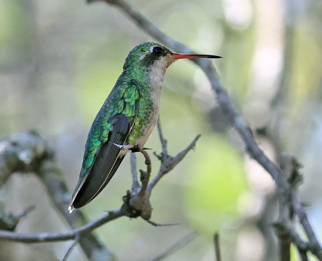 Glittering-bellied Emerald (Chlorostilbon lucidus) Selva Serena Natural Reserve (4).jpg