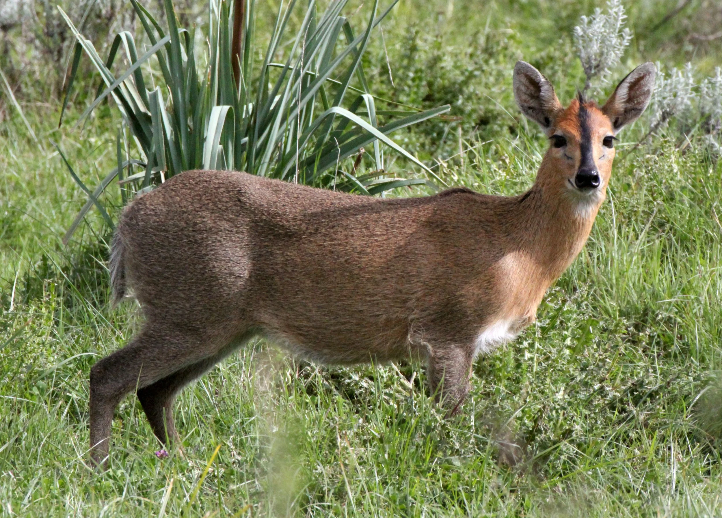 DUIKER - ETHIOPIAN RED DUIKER - Sylvicapra grimmia abyssinica - BALE MOUNTAINS NATIONAL PARK ETHIOPIA (11).JPG