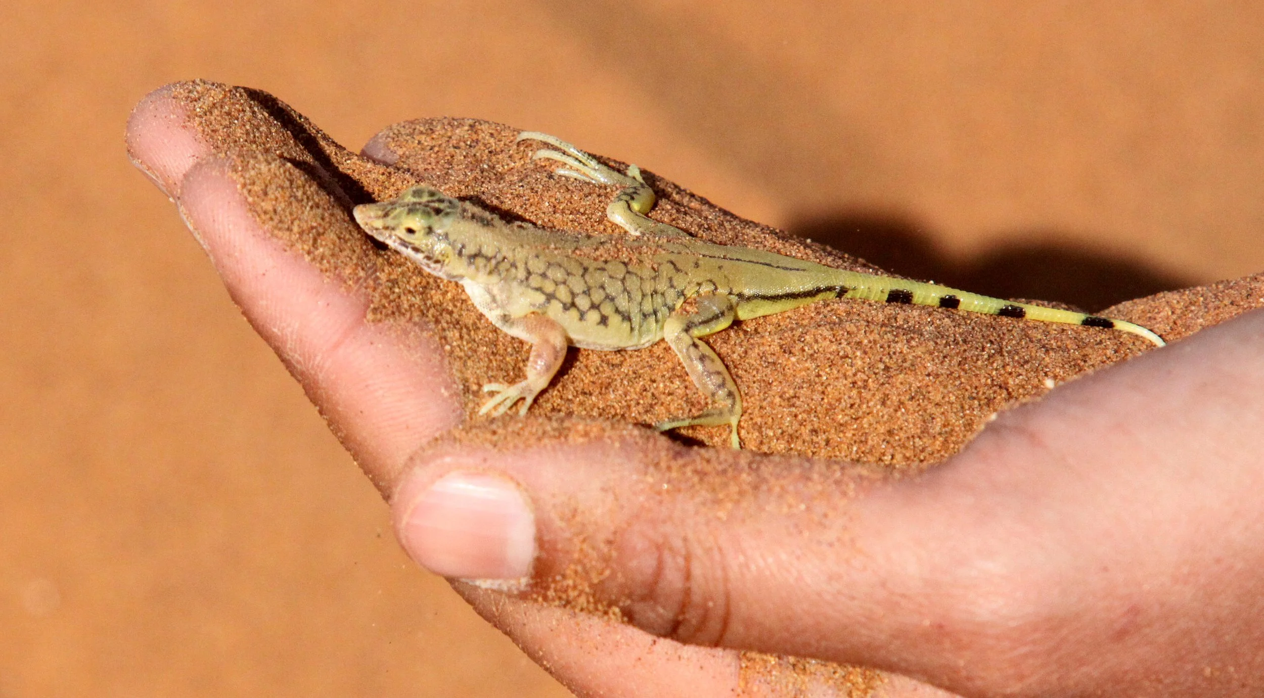 Meroles anchietae - SHOVEL-SNOUTED LIZARD - SOSSUSVLEI, NAMIB NAUKLUFT NATIONAL PARK, NAMIBIA (16).JPG
