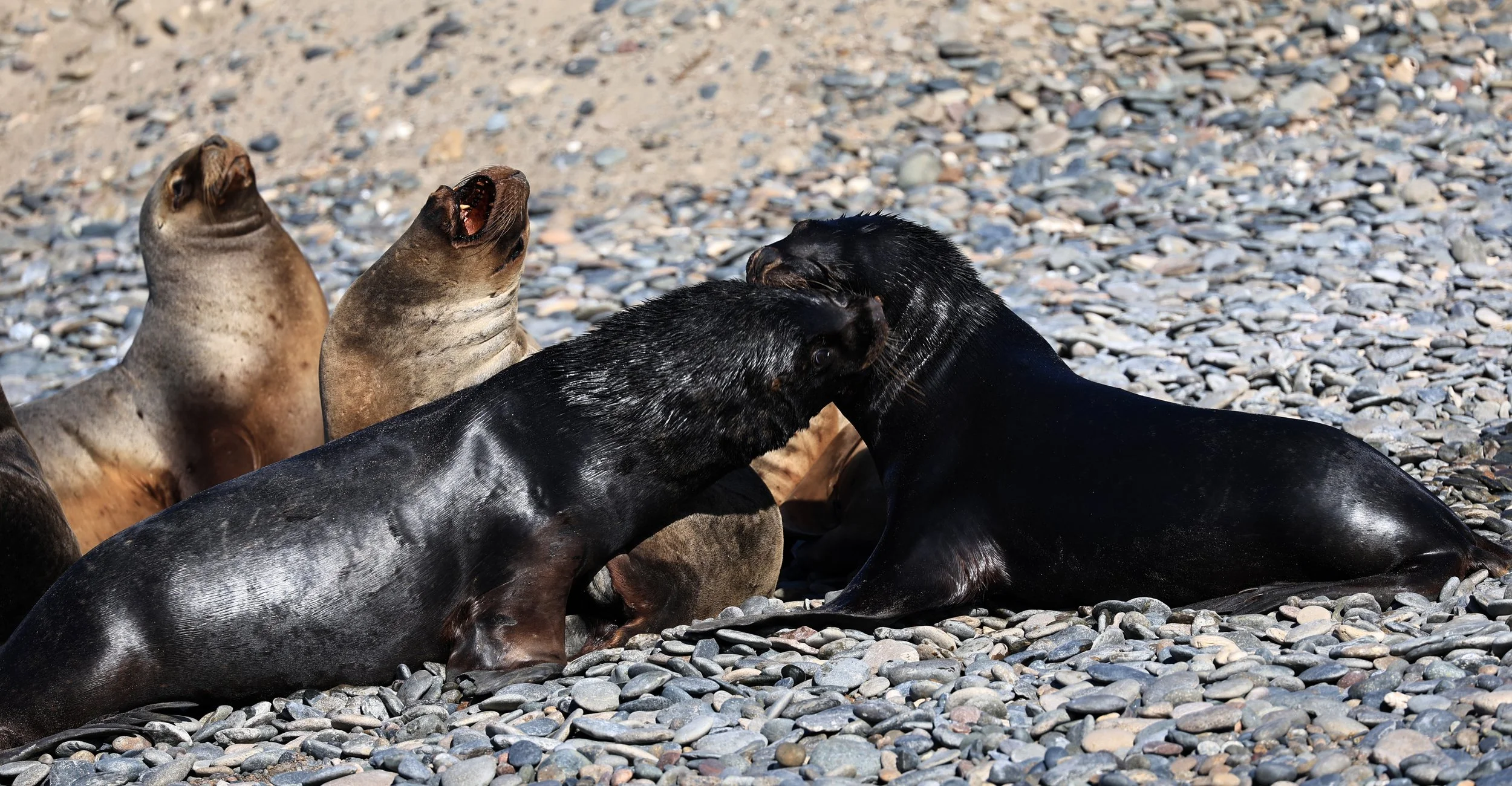 South American Sea Lion (Otaria flavescens) Puerto Rawson Argentina (15).jpg