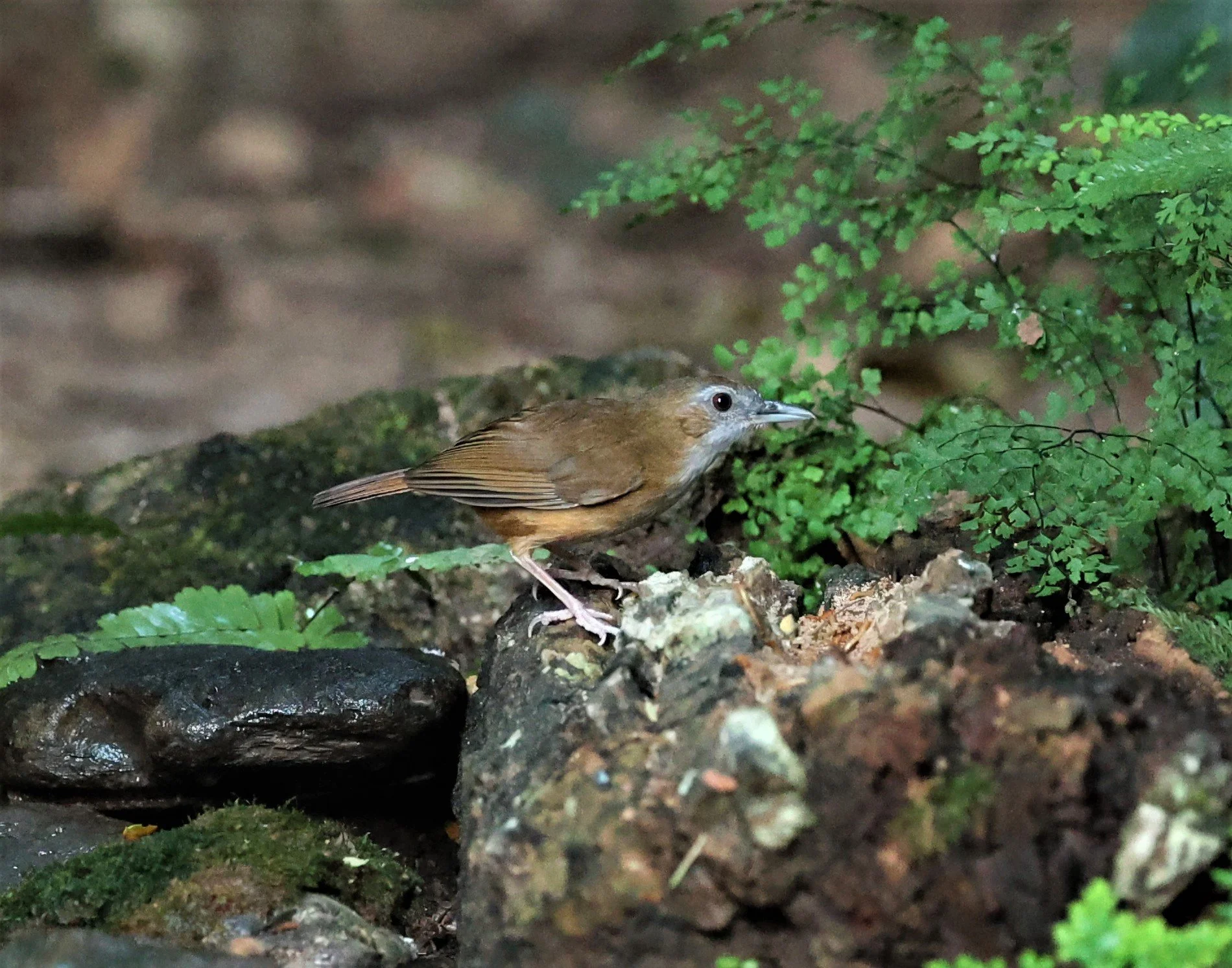 BABBLER - ABBOTT'S BABBLER - Malacocincla abbotti - PETCHABURI PROVINCE - NUY HIDE NEAR KAENG KRACHAN JAN 2022 (9).jpg