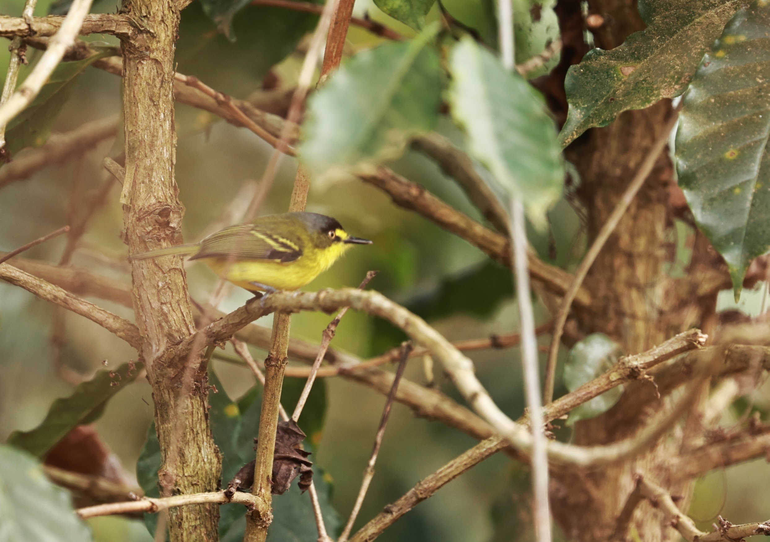 Tody-flycatcher - Gray-headed Tody-flycatcher - Todirostrum poliocephalum - Feliciano Miguel Abdala (Caratinga Biological Reserve).JPG