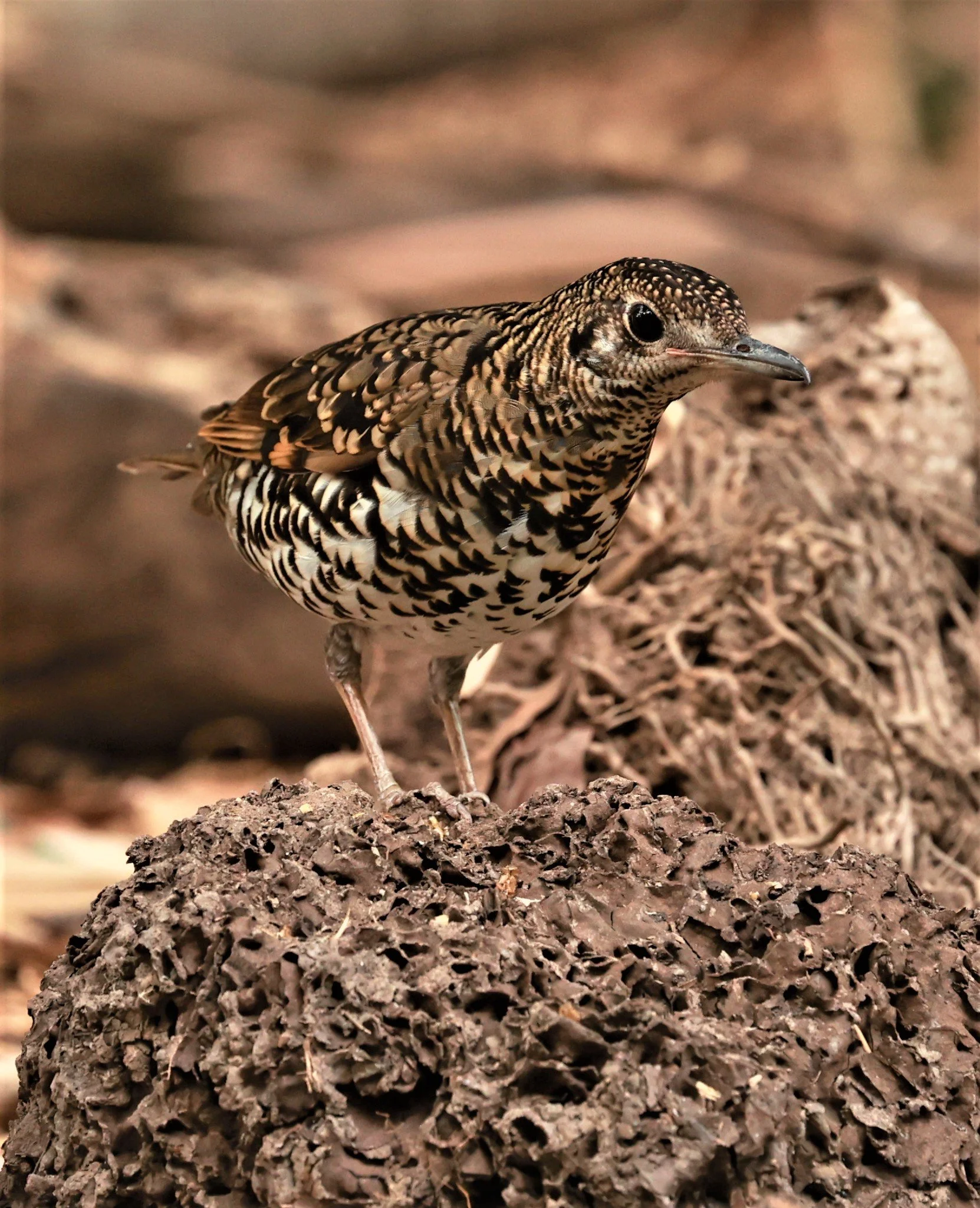 White's Thrush (Zoothera aurea) Putthamonthon Park Nakhon Pathom Thailand (38).jpg
