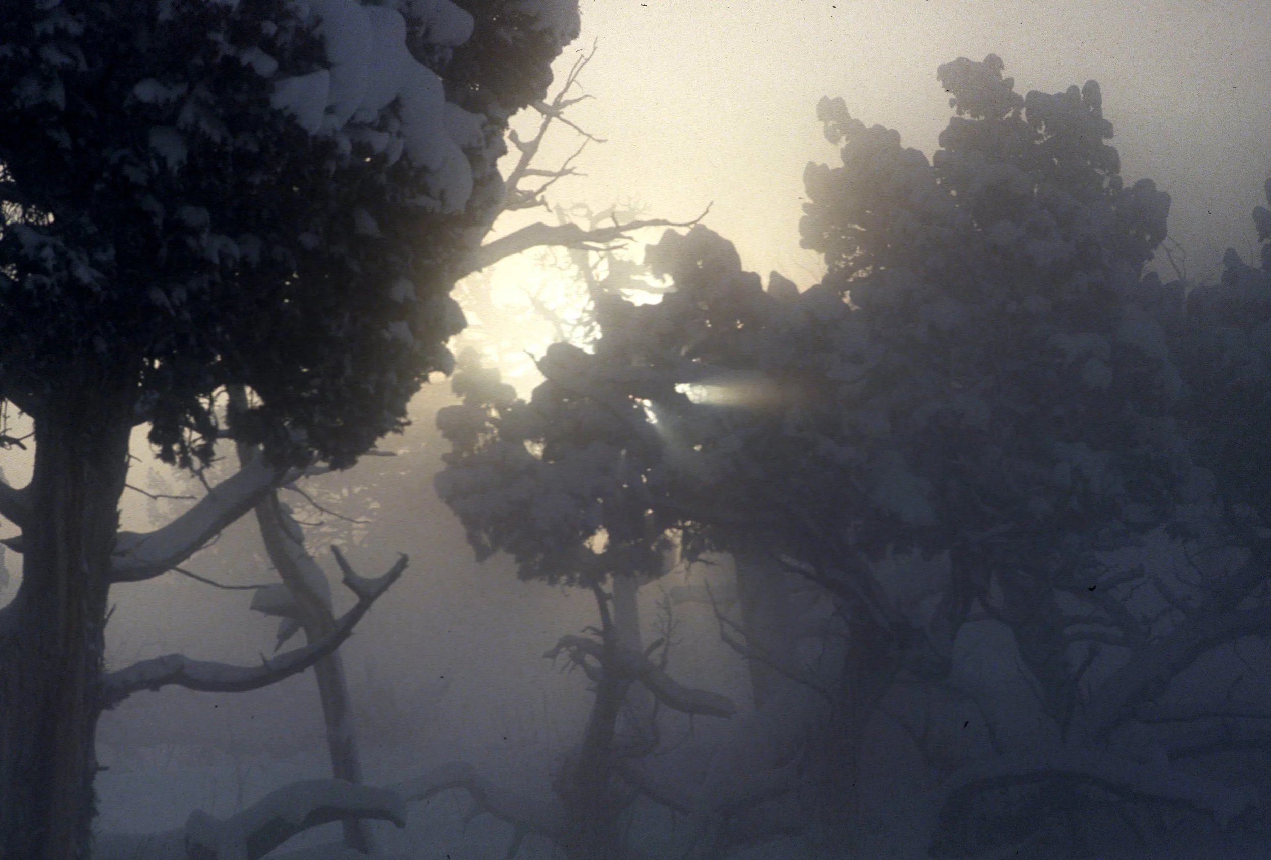 YELLOWSTONE IN WINTER - SUNRISE A.jpg