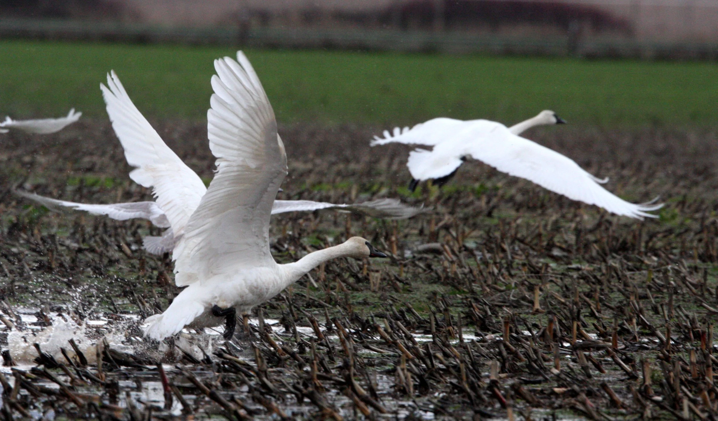 BIRD - SWAN - TRUMPETER SWAN - SCHMUCK ROAD SEQUIM.JPG