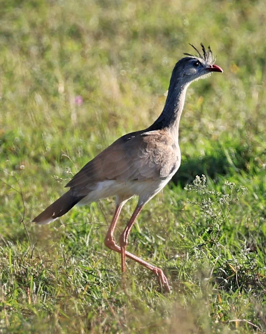 Red-legged Seriema (Cariama cristata) Neuland Mennonite Colony Paraguay (6).jpg
