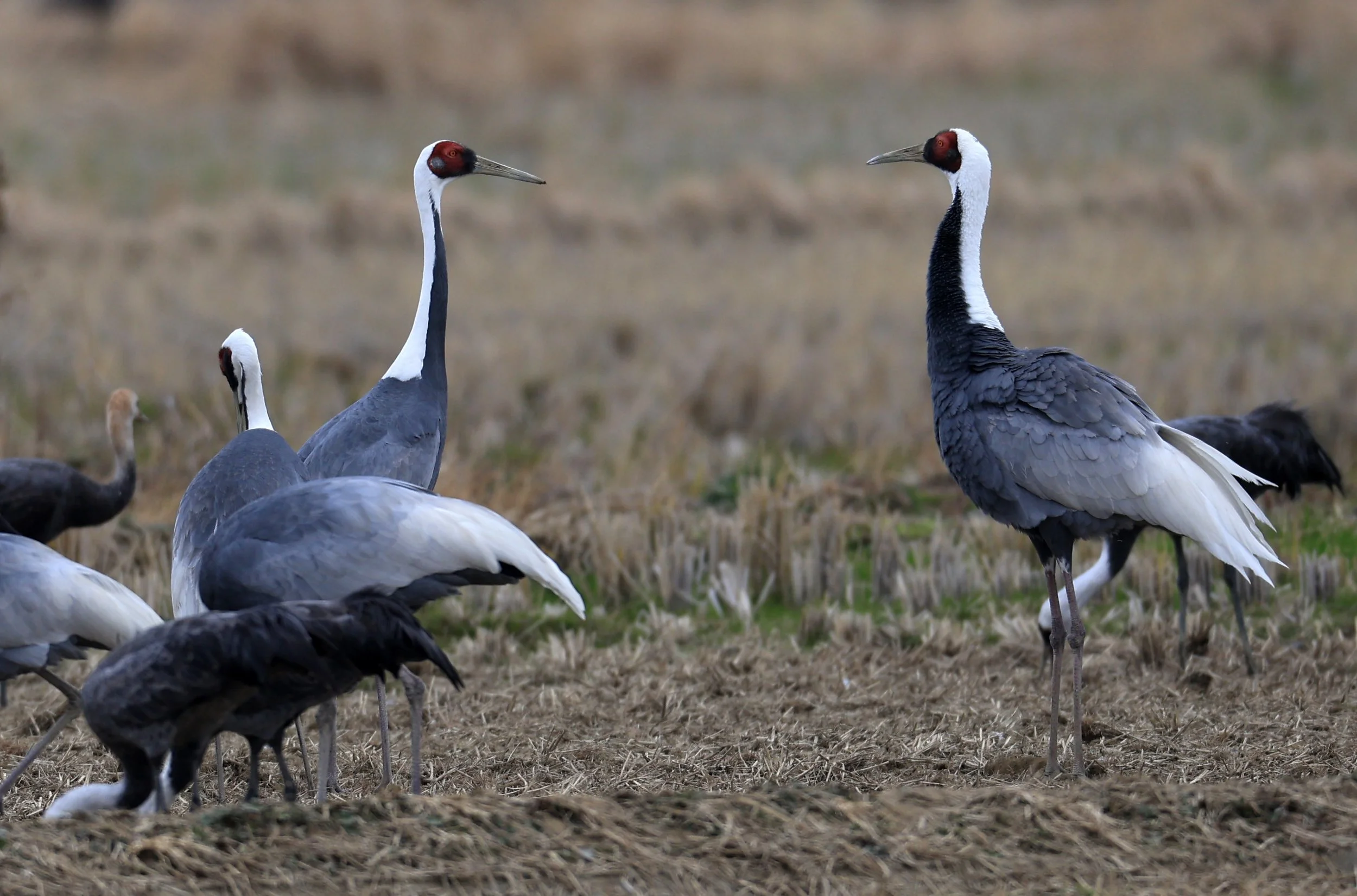 White-naped Crane (Antigone vipio) Izumi Crane Park & Center, Izumi Kagoshima Kyushu Japan (453).jpg