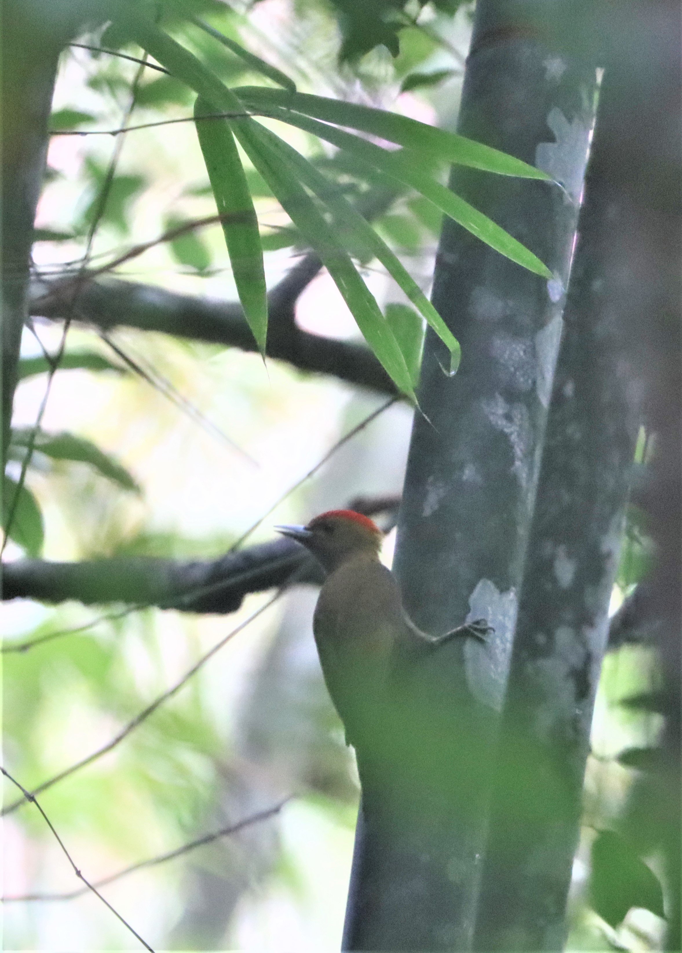 Bamboo Woodpecker (Gecinulus viridis) Thailand — Coke Smith Wildlife