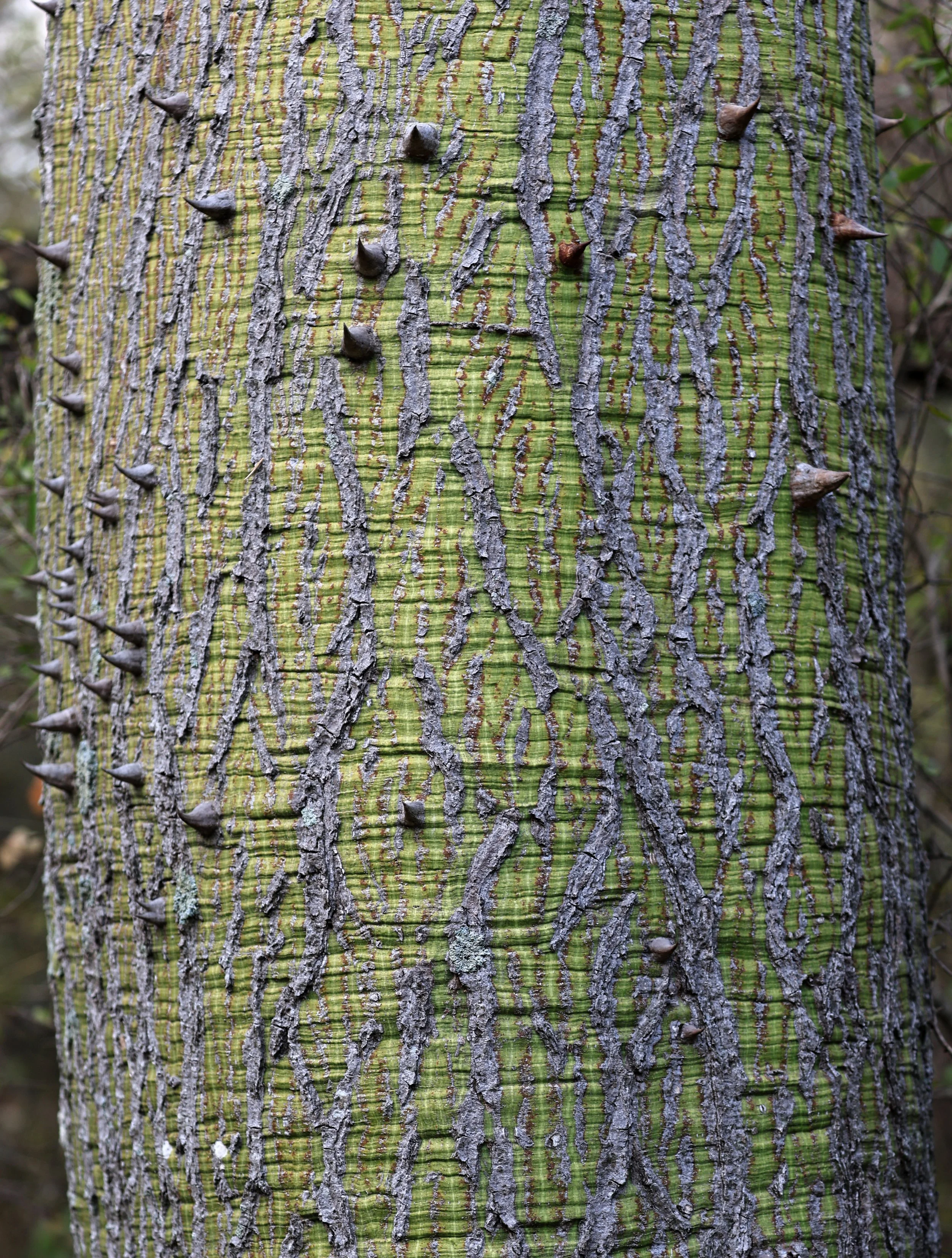 Samu'u (Ceiba chodatii) Aurora Chaquena Reserve