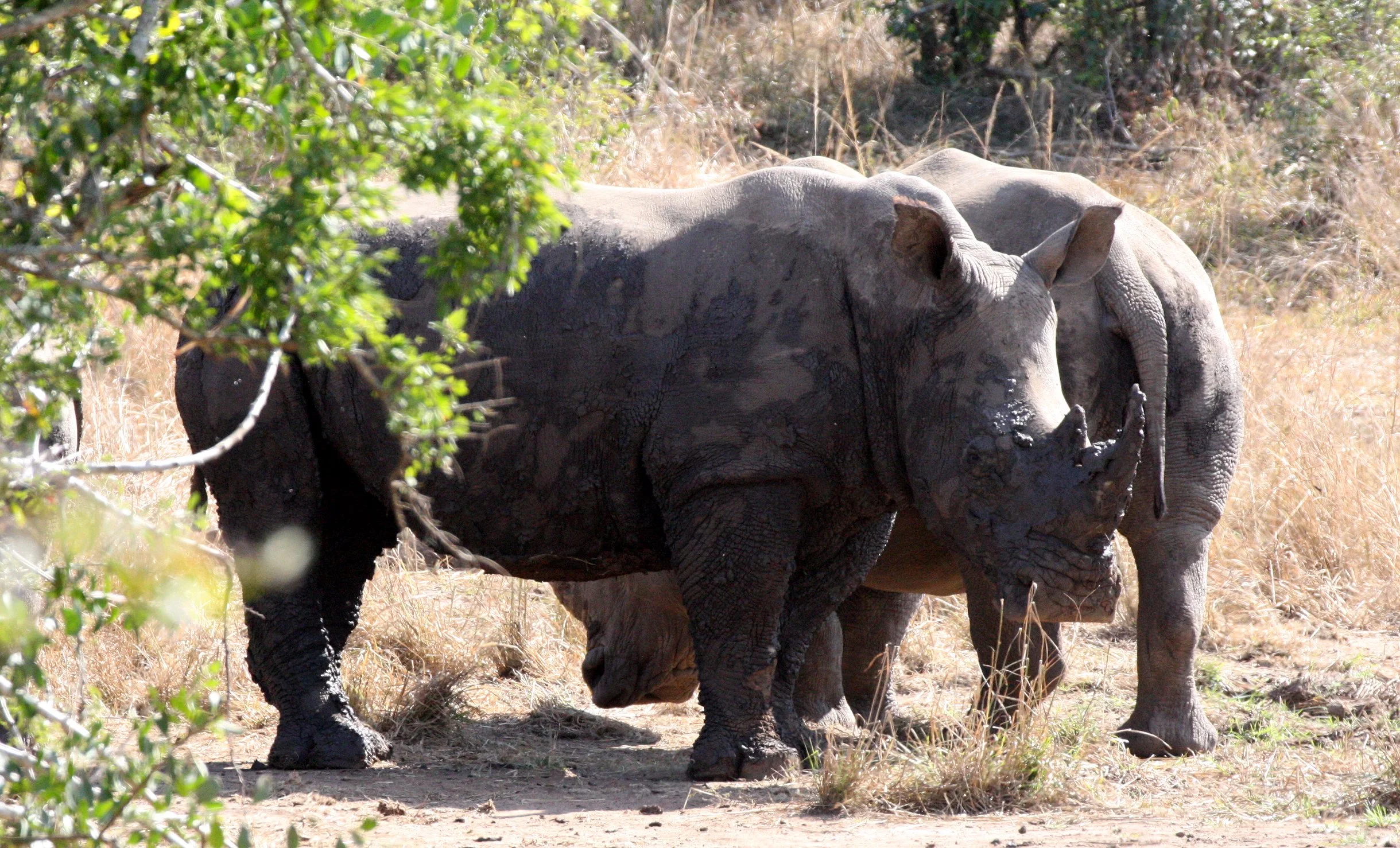 Ceratotherium simum simum - SOUTHERN WHITE RHINO - IMFOLOZI NATIONAL PARK SOUTH AFRICA (4).JPG