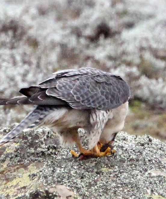 Falco biarmicus - LANNER FALCON - BALE MOUNTAINS NATIONAL PARK ETHIOPIA (53).JPG