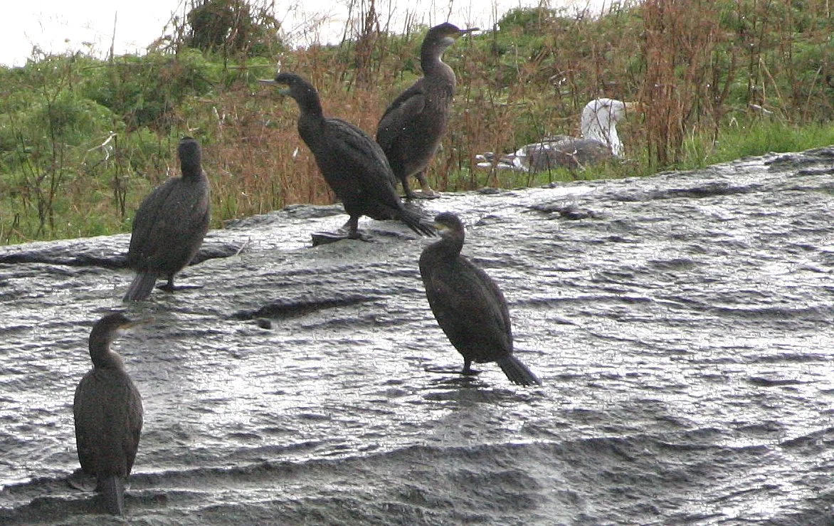 Gulosus aristotelis - European Shag - Tromso Norway (2).jpg