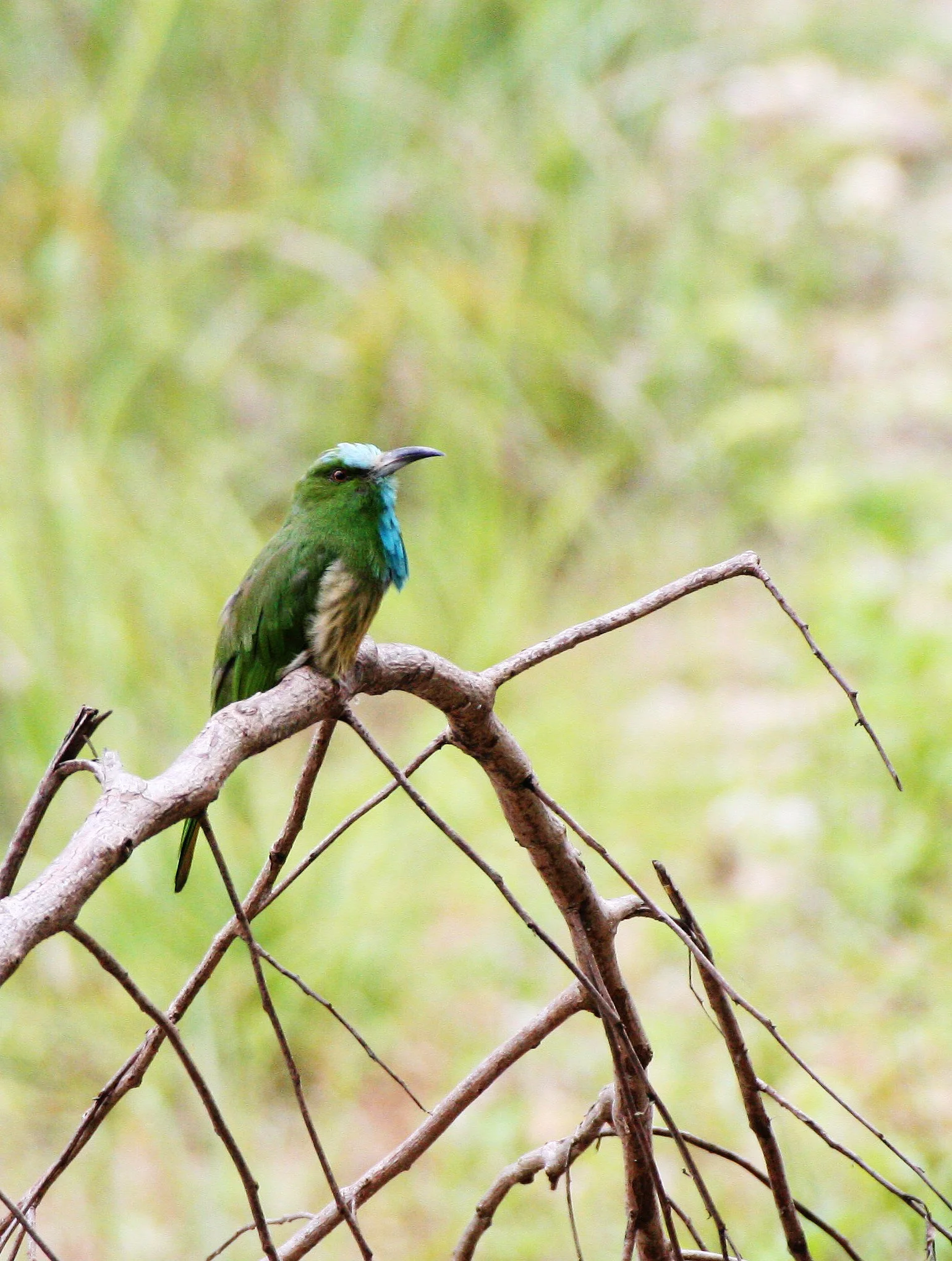 BEE-EATER - BLUE-BEARDED BEE-EATER - Nyctyornis amictus - HUAI KHA KHAENG THAILAND (7).JPG