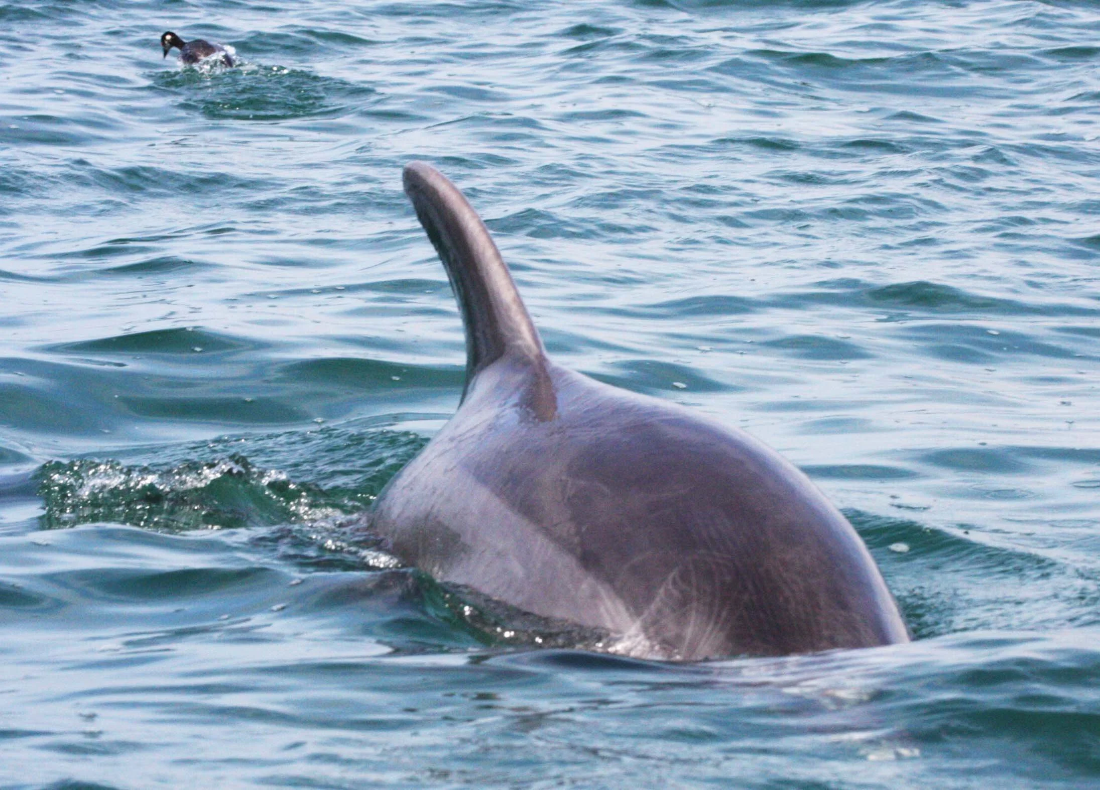 Tursiops truncatus - COMMON BOTTLENOSE DOLPHIN - SAN IGNACIO LAGOON BAJA MEXICO (45).JPG